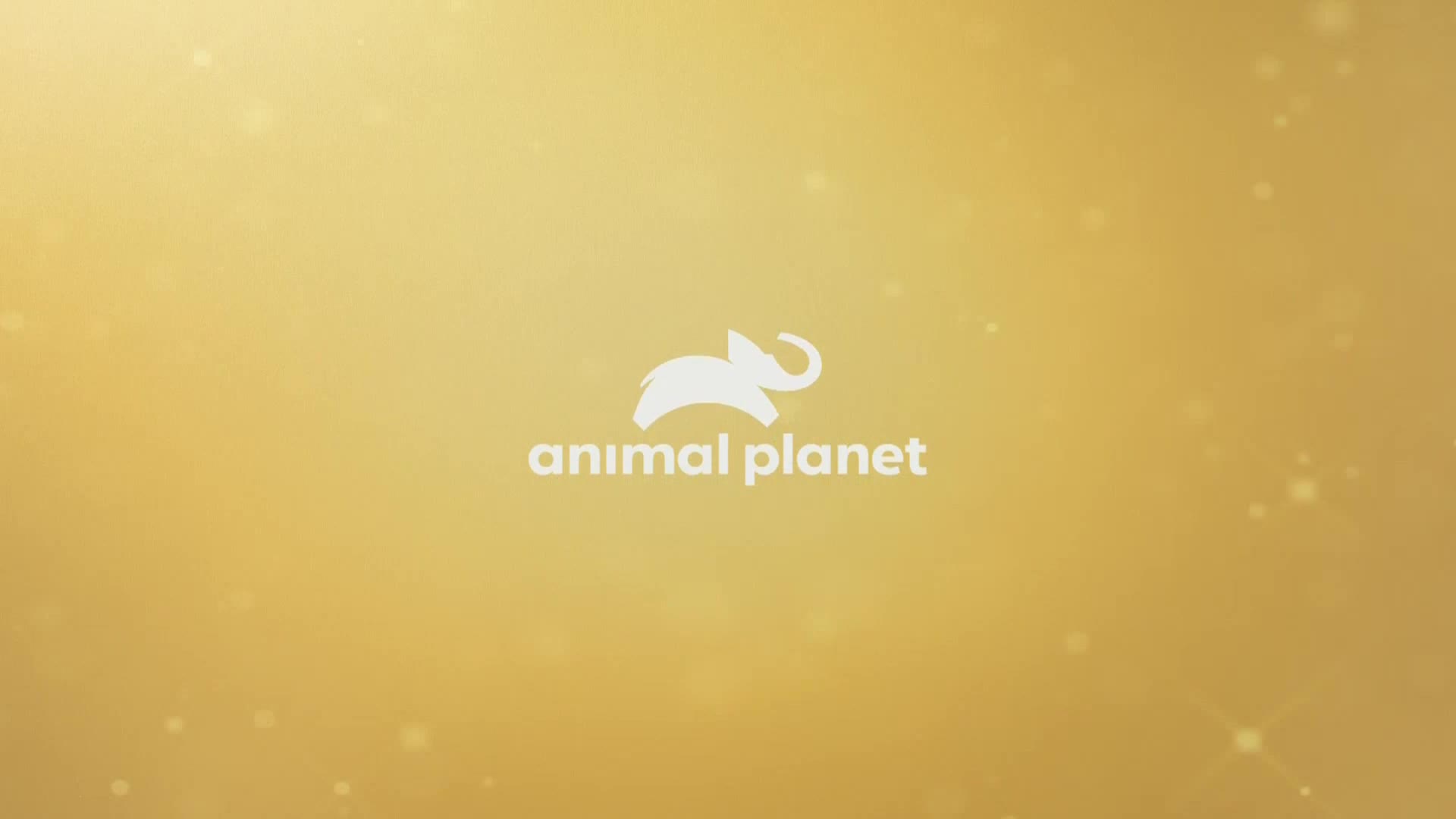 AnimalPlanet