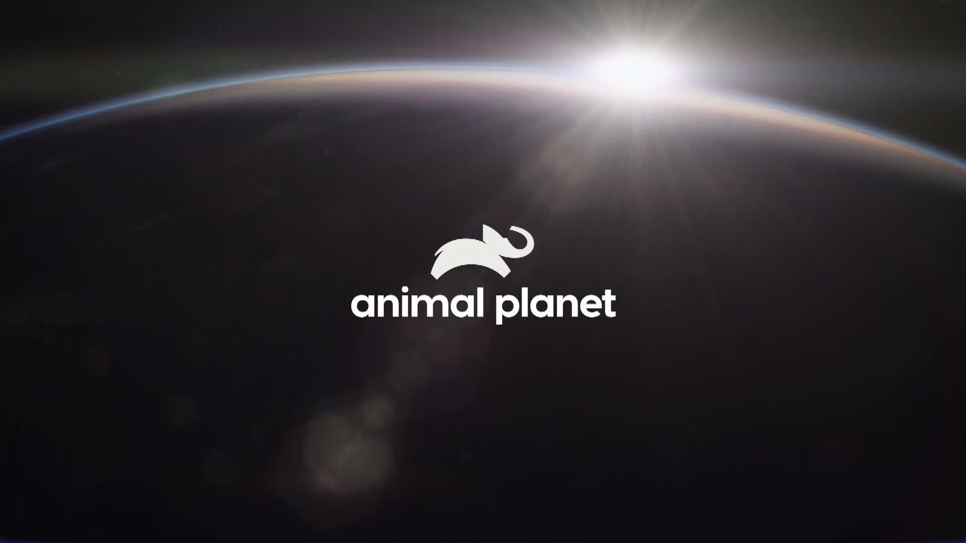AnimalPlanet