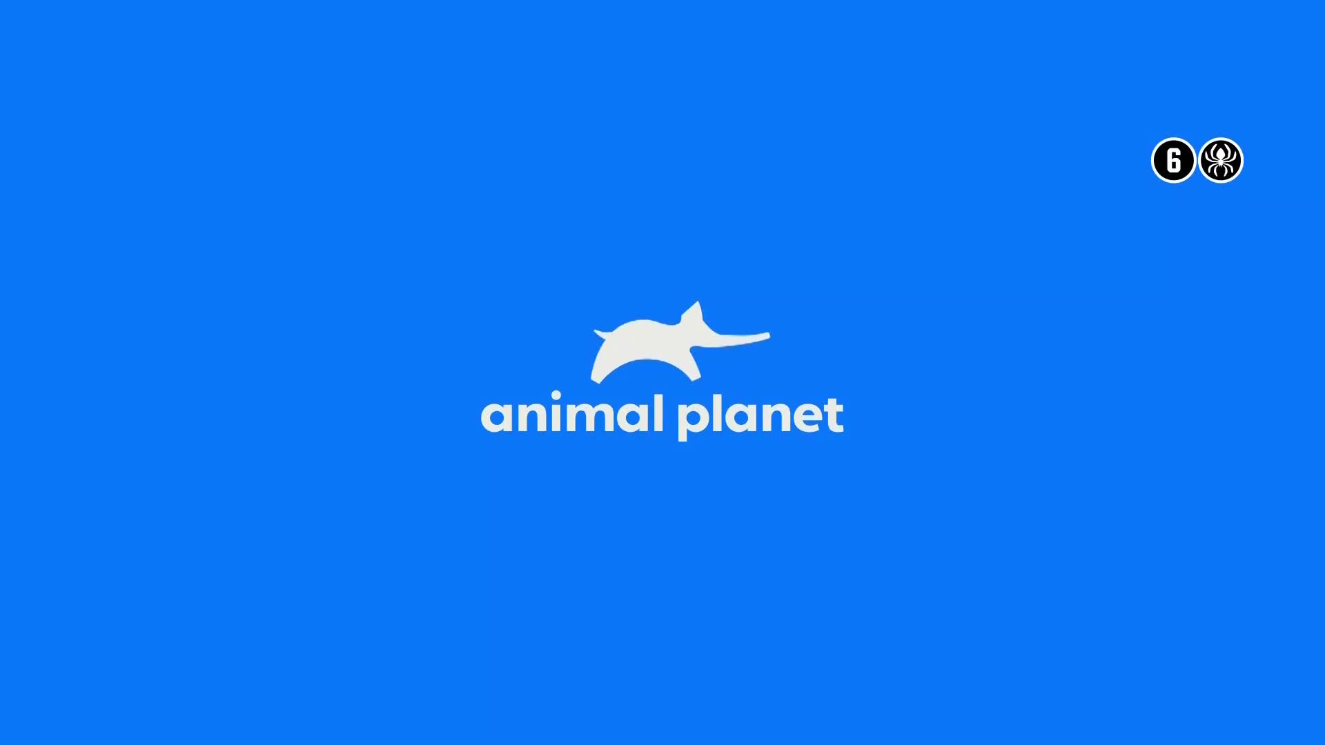 AnimalPlanet