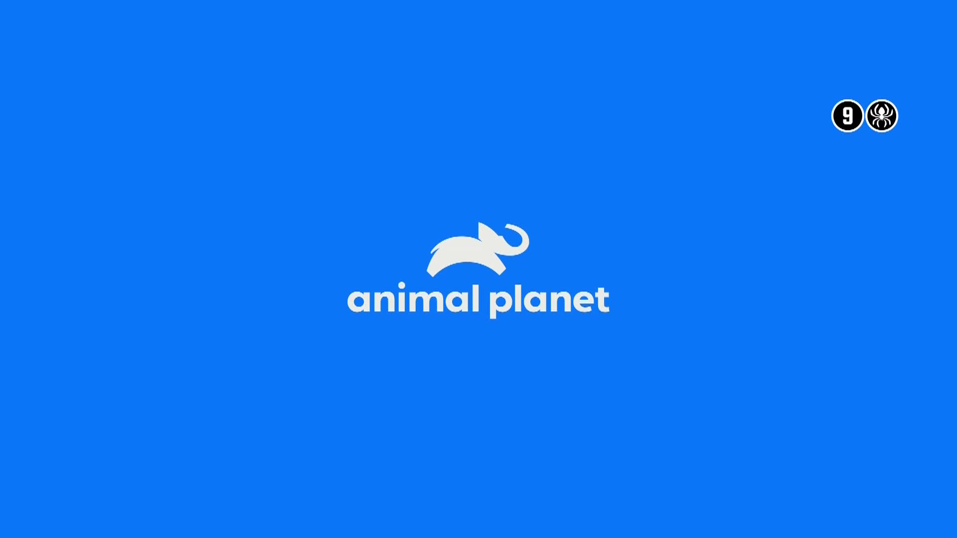 AnimalPlanet