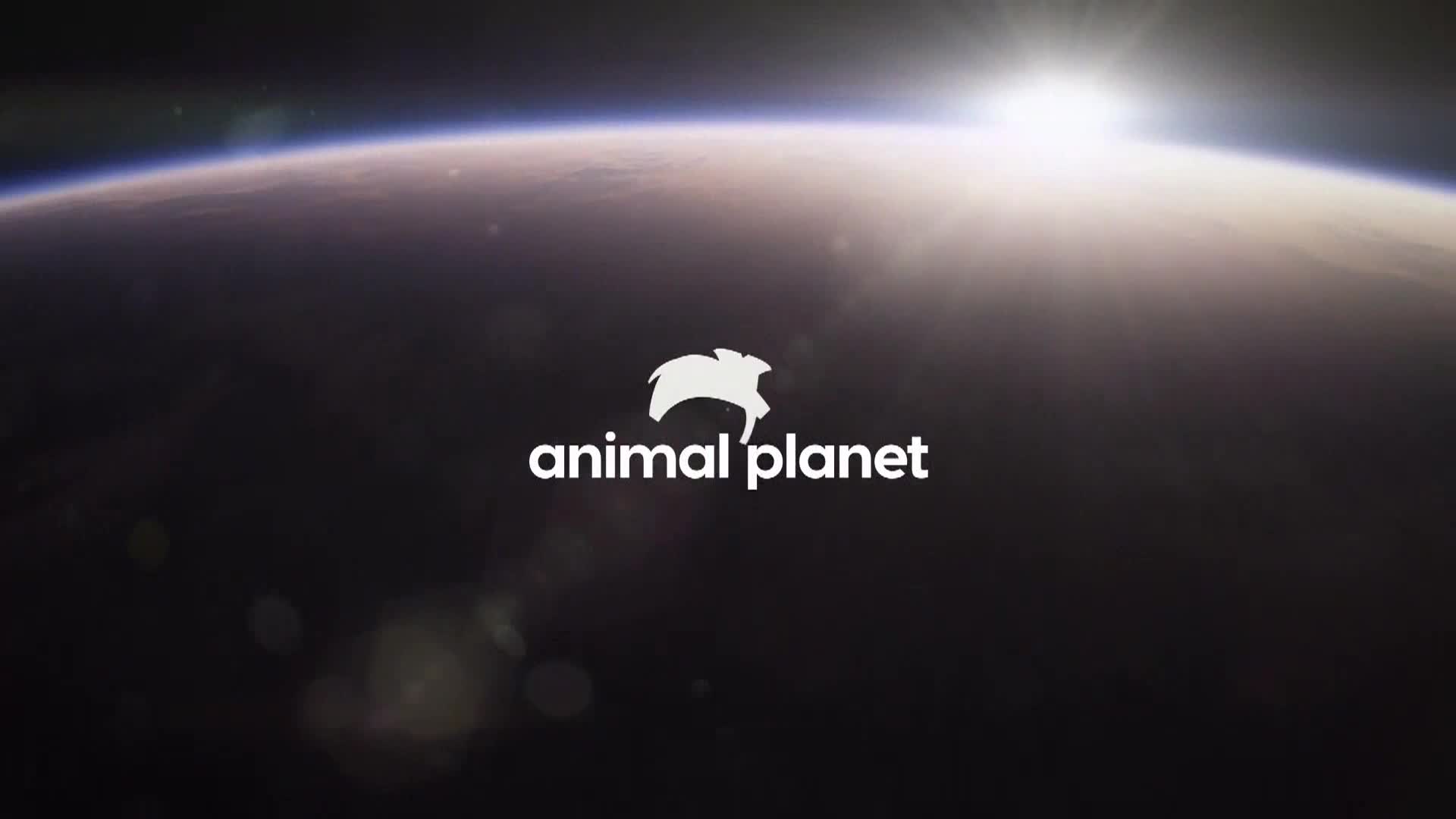 AnimalPlanet