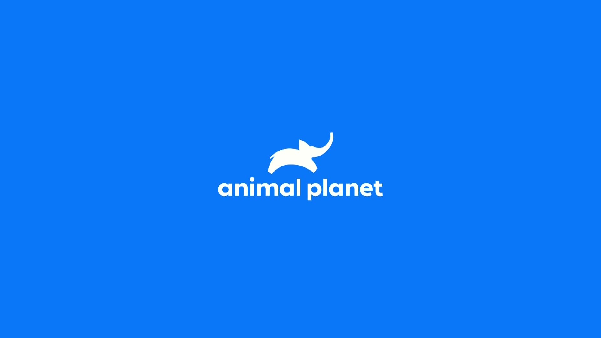 AnimalPlanet