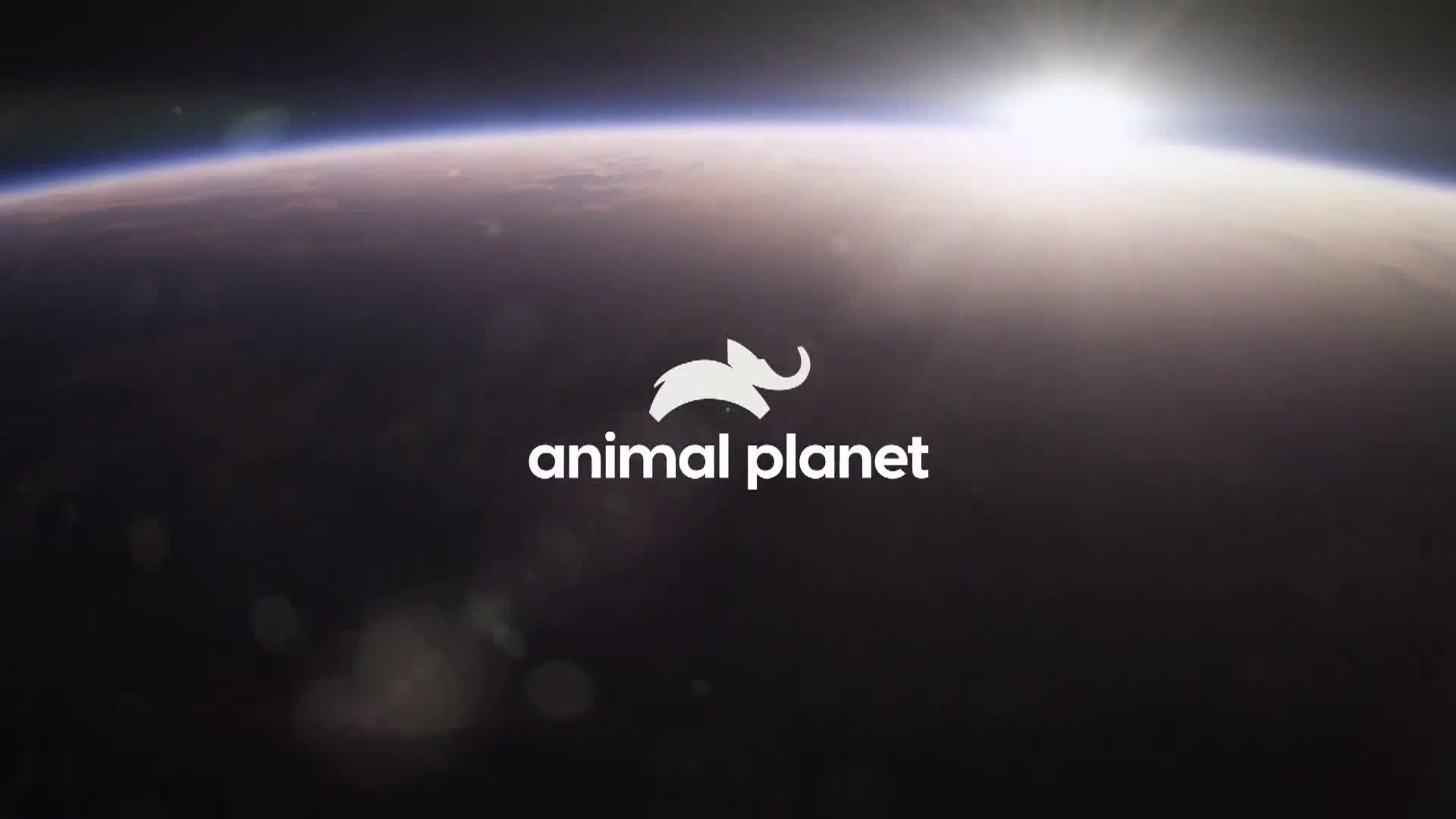 AnimalPlanet