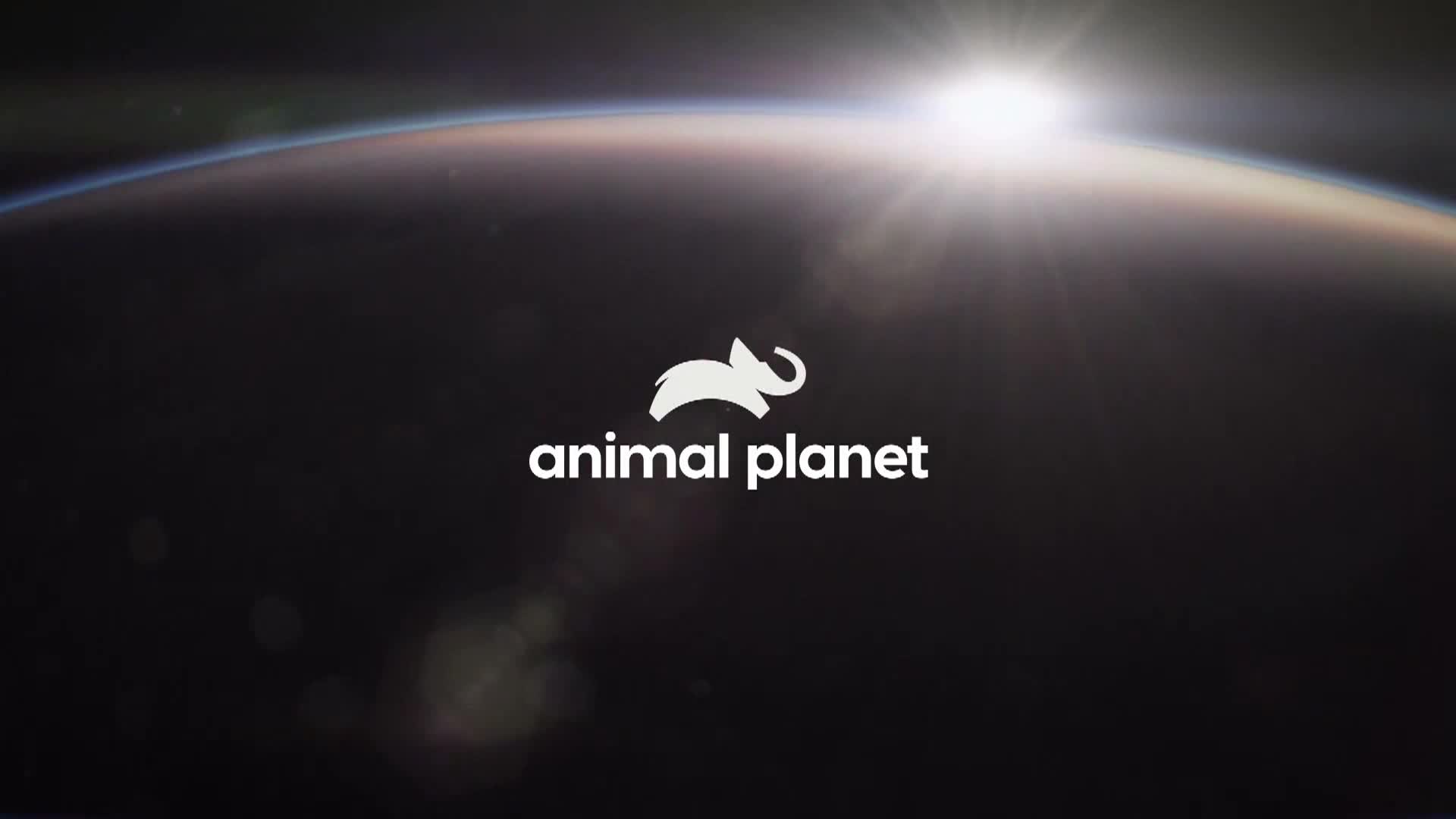 AnimalPlanet