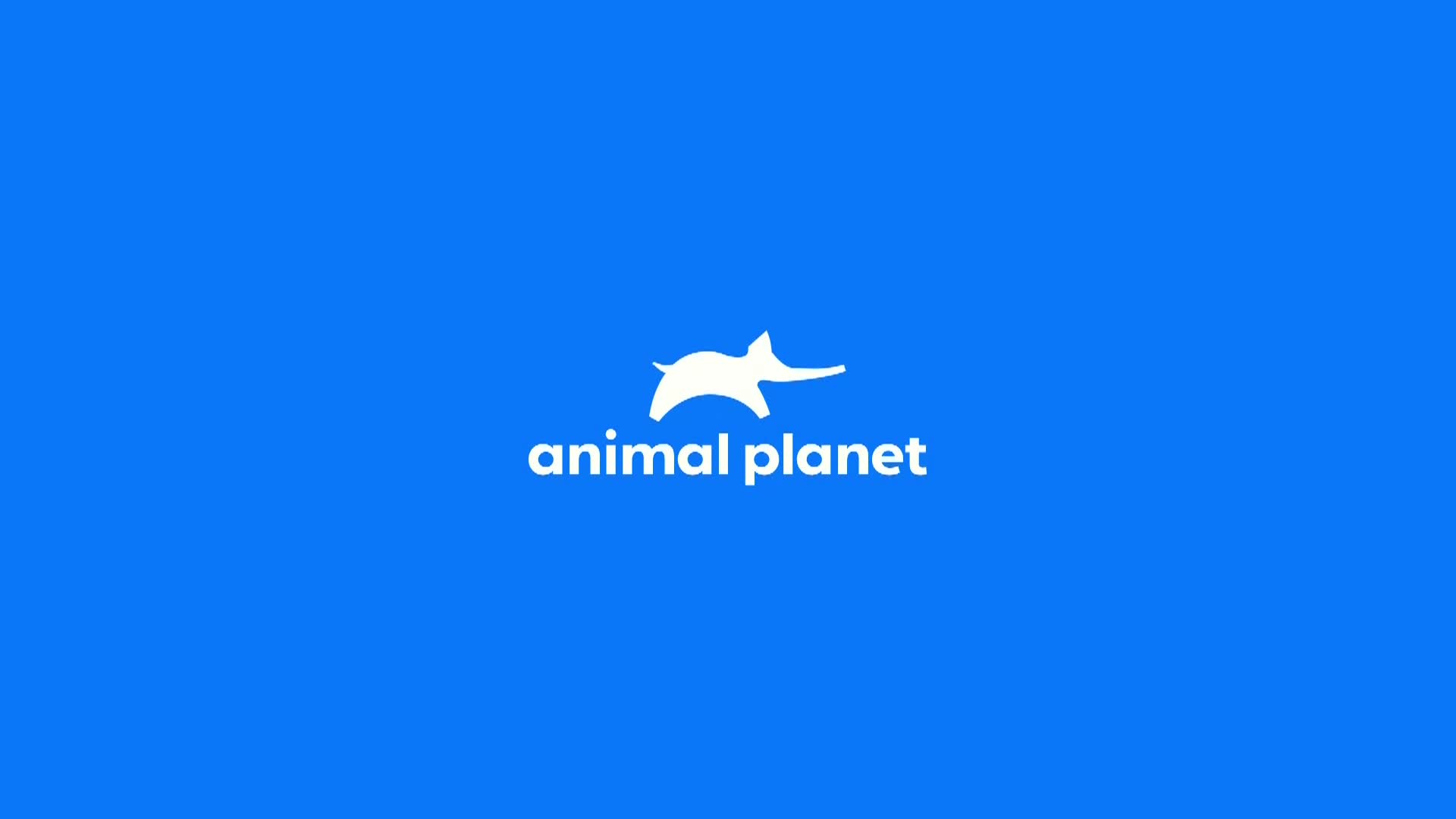 AnimalPlanet