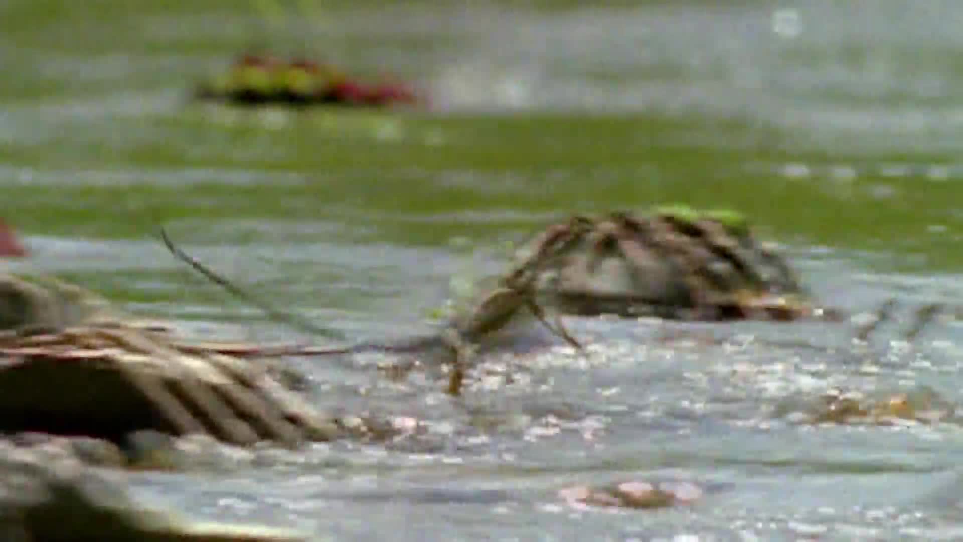 AnimalPlanet