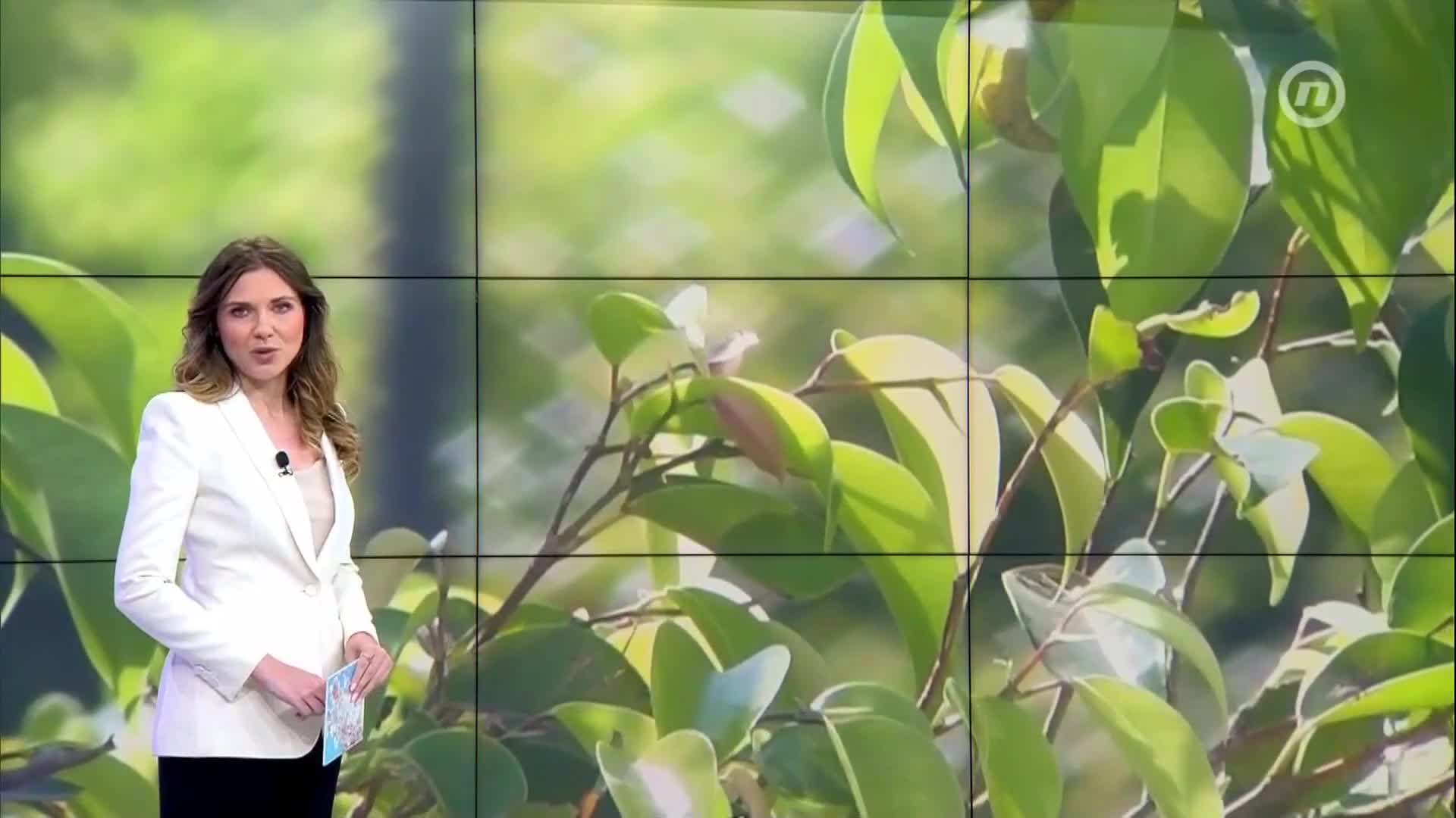 NovaTVbh