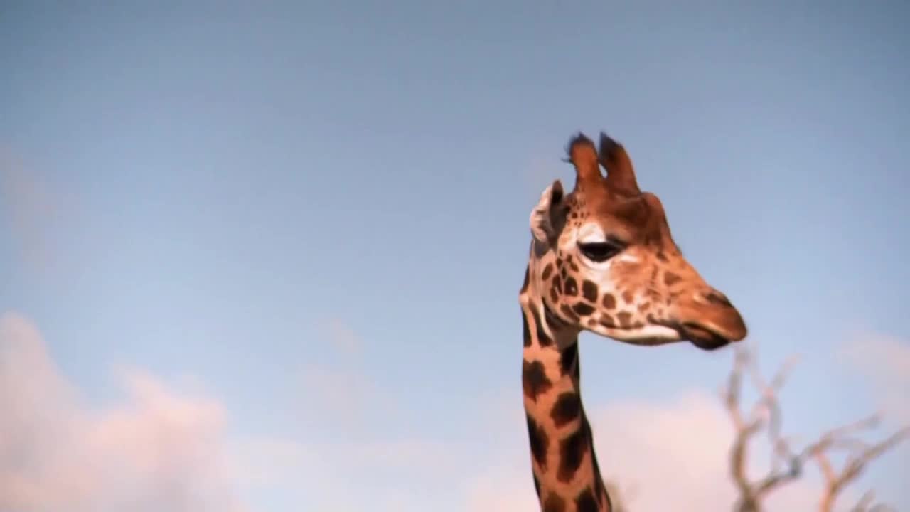 AnimalPlanet