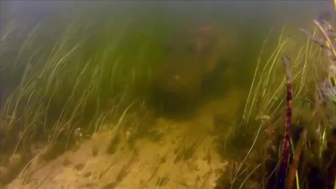 AnimalPlanet
