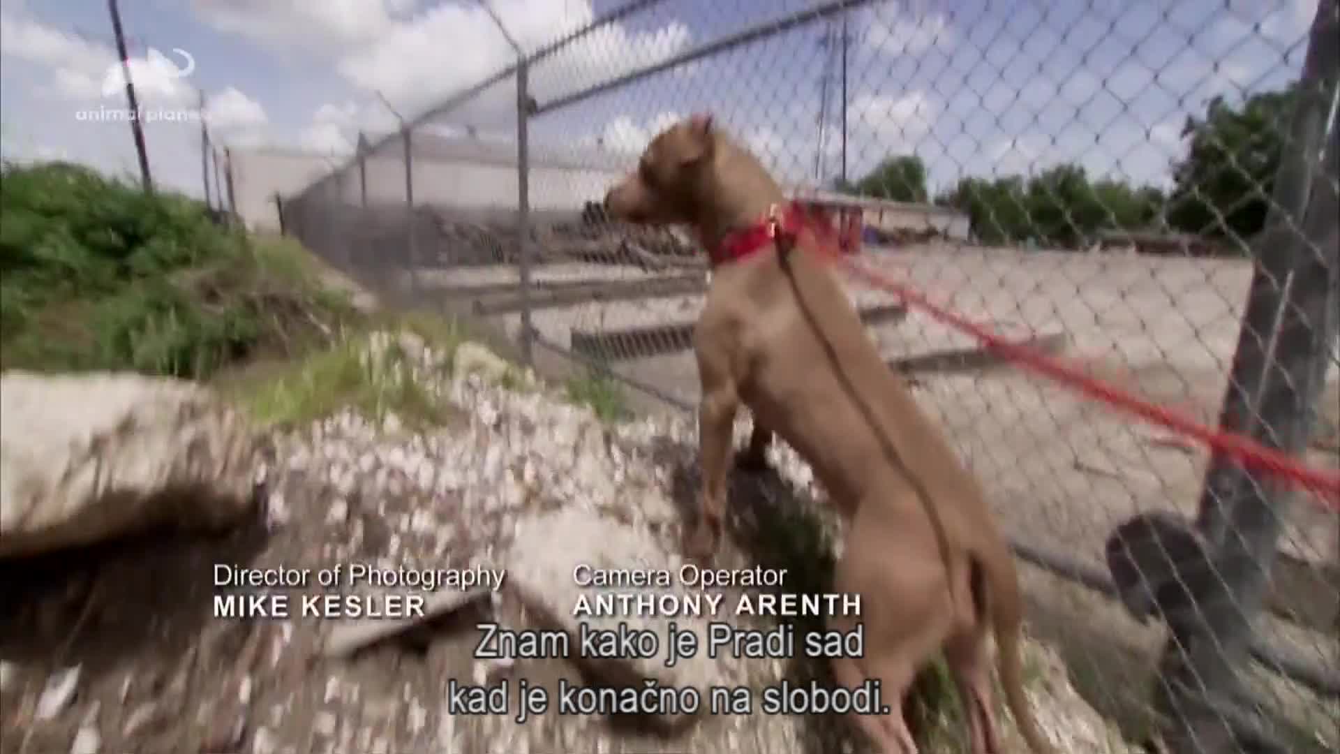 AnimalPlanet