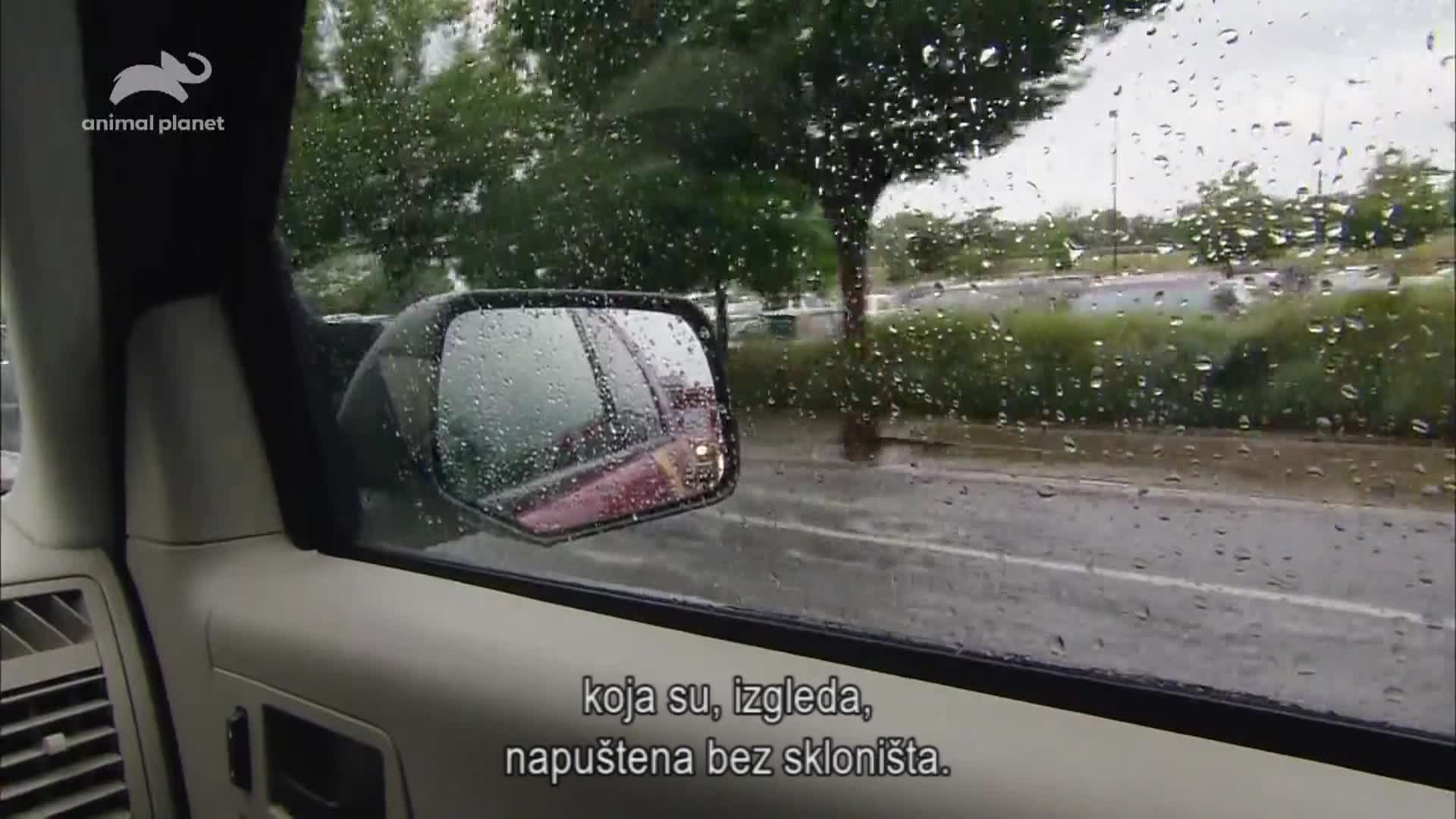 AnimalPlanet
