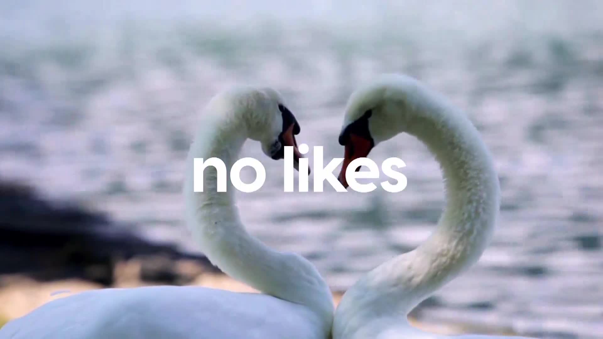 AnimalPlanet
