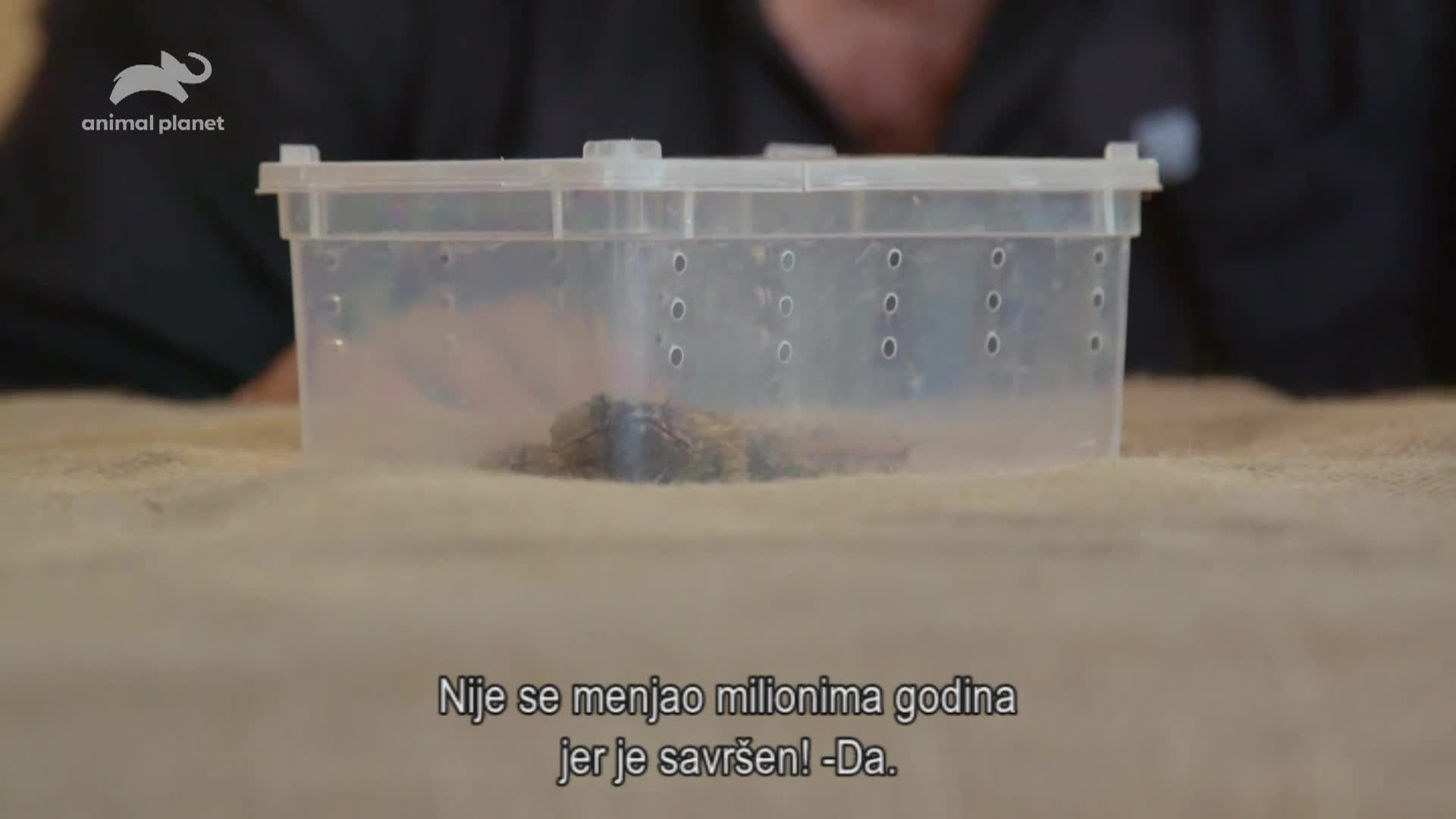 AnimalPlanet