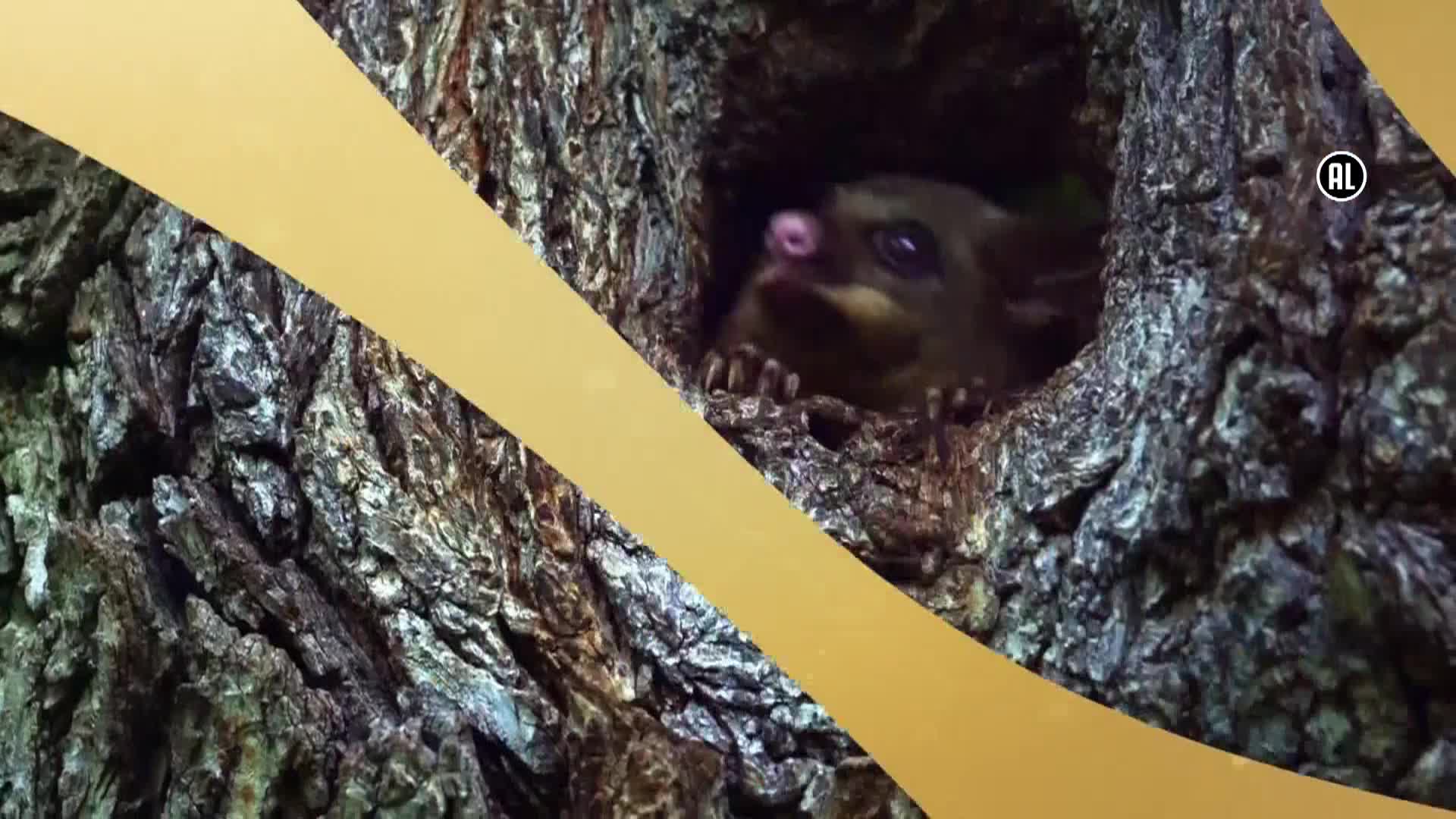 AnimalPlanet
