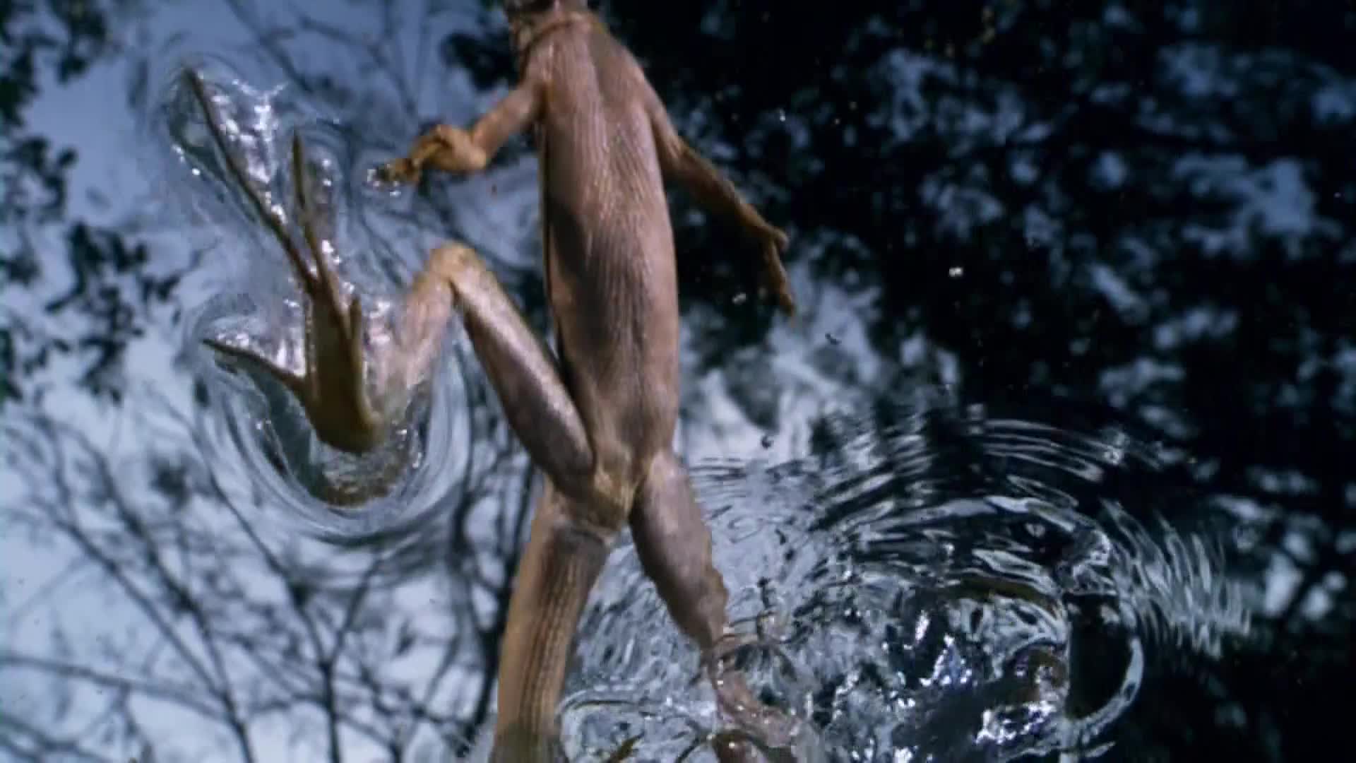 AnimalPlanet