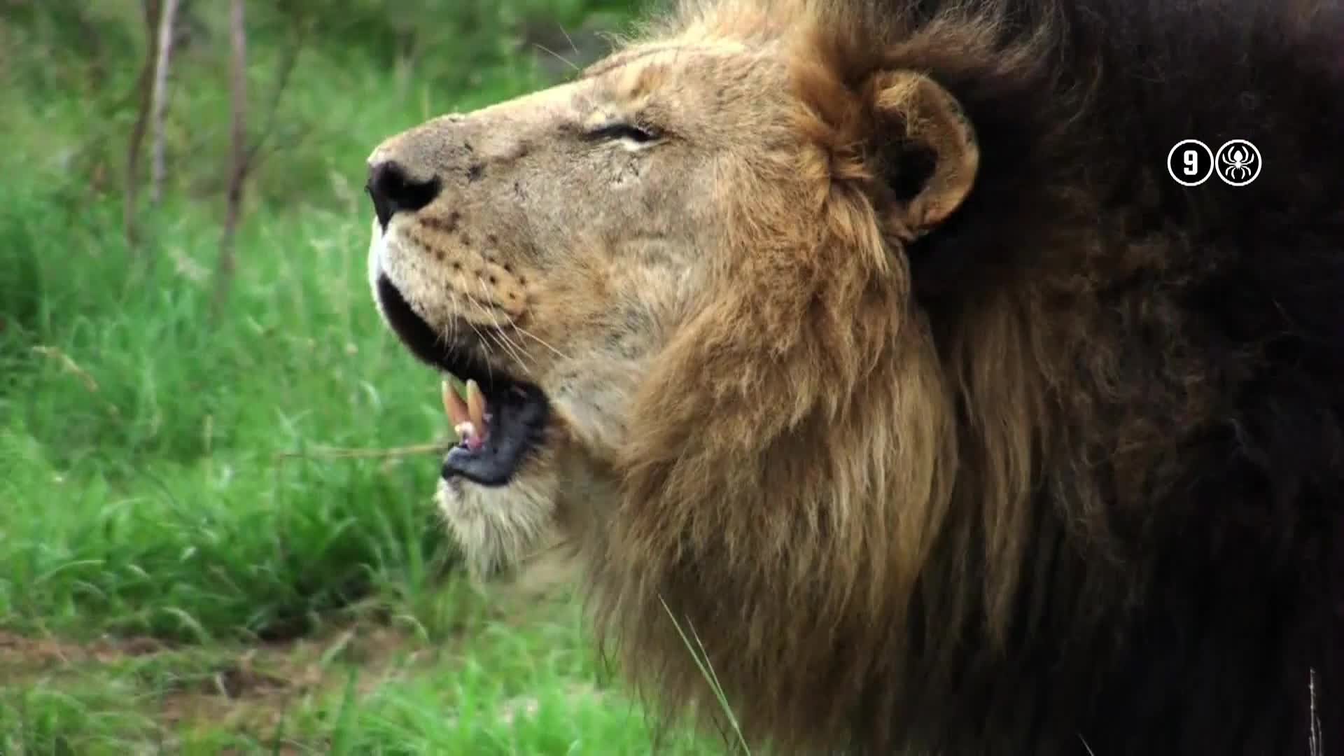 AnimalPlanet