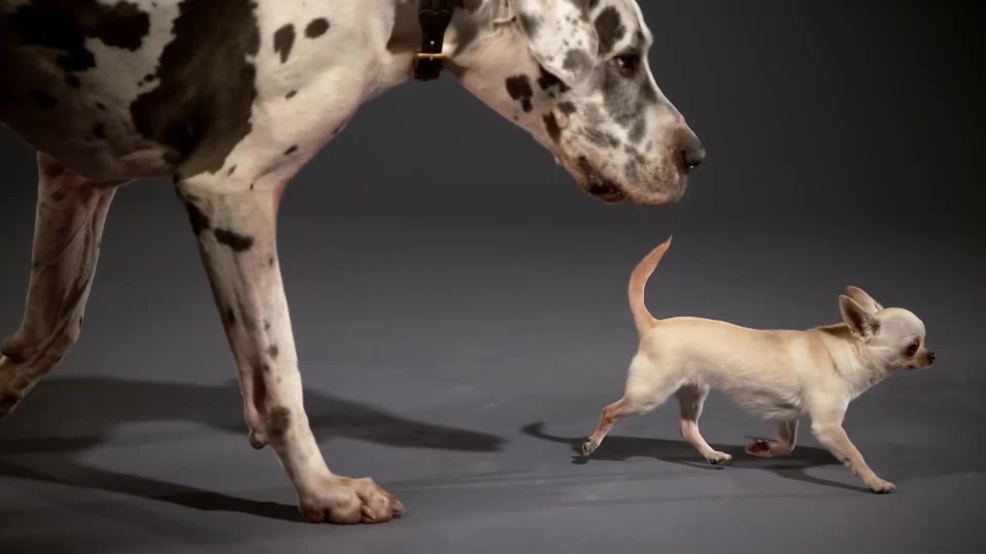 AnimalPlanet