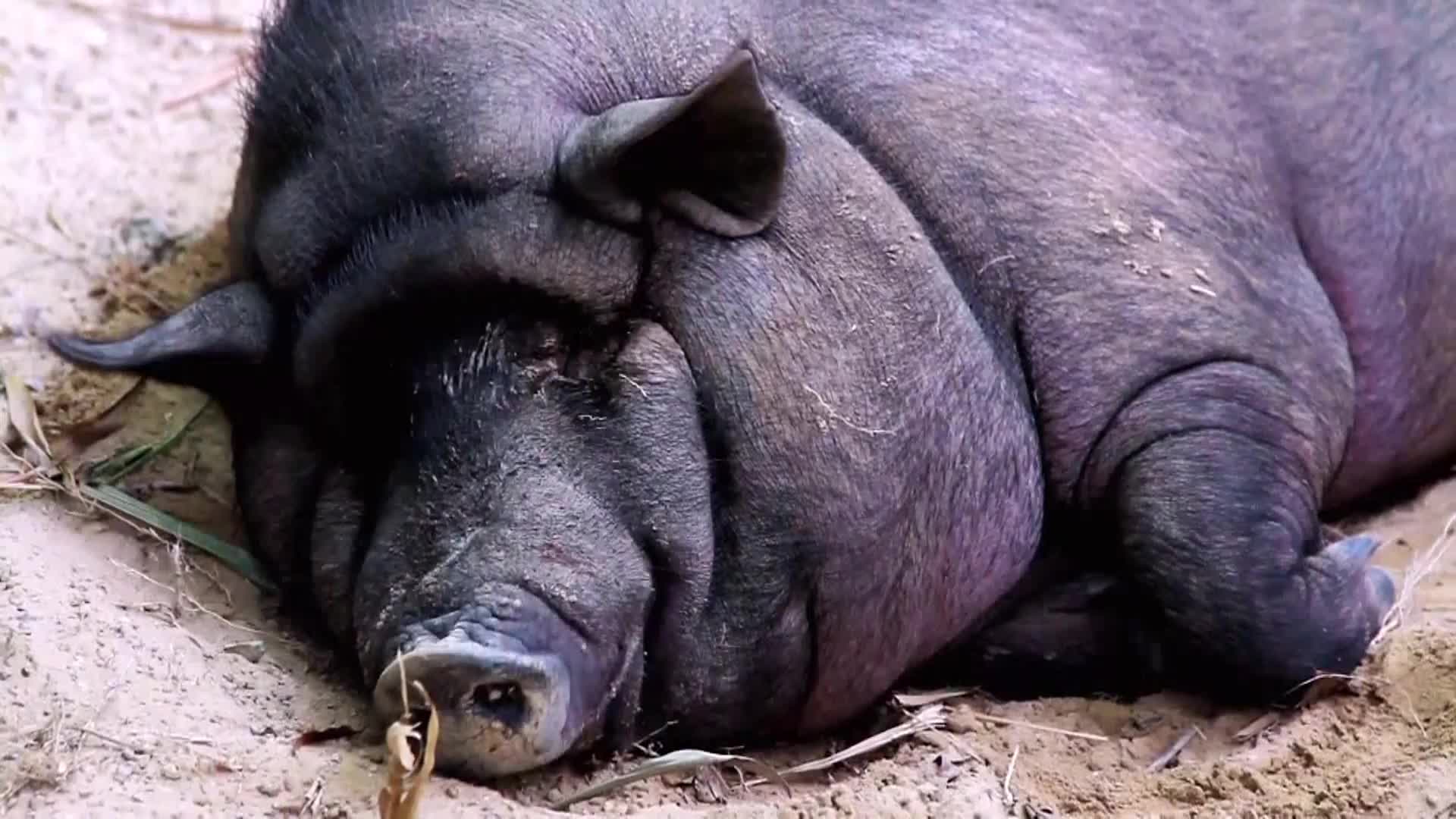 AnimalPlanet