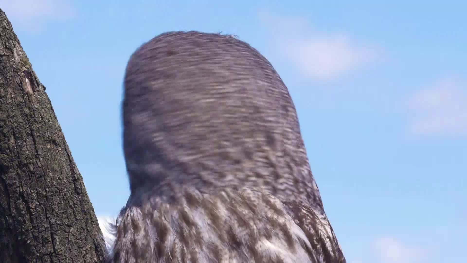 AnimalPlanet