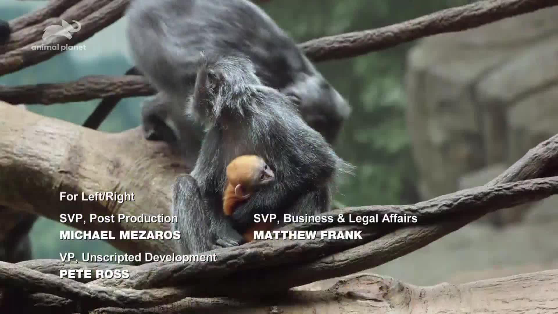 AnimalPlanet