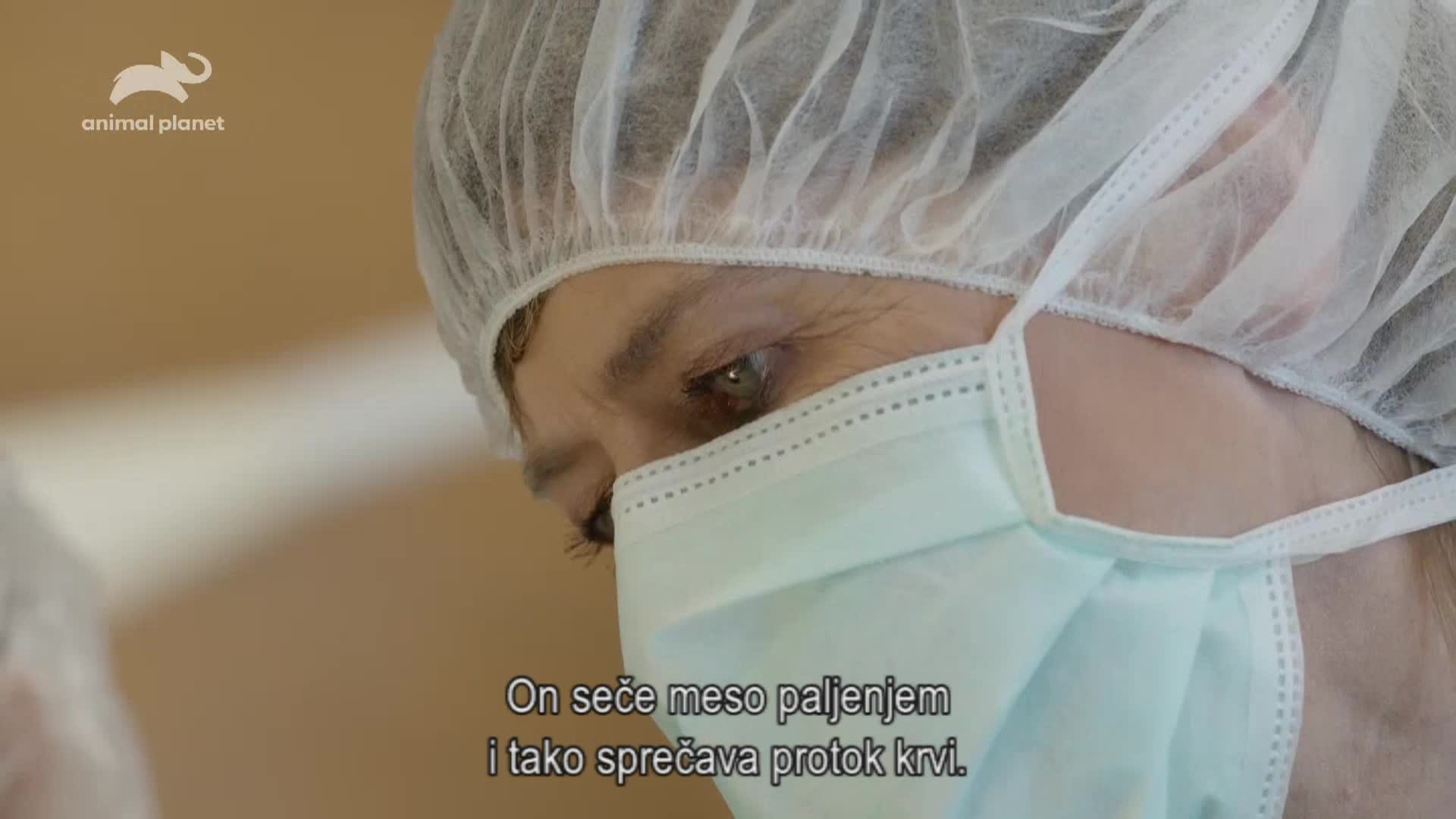 AnimalPlanet