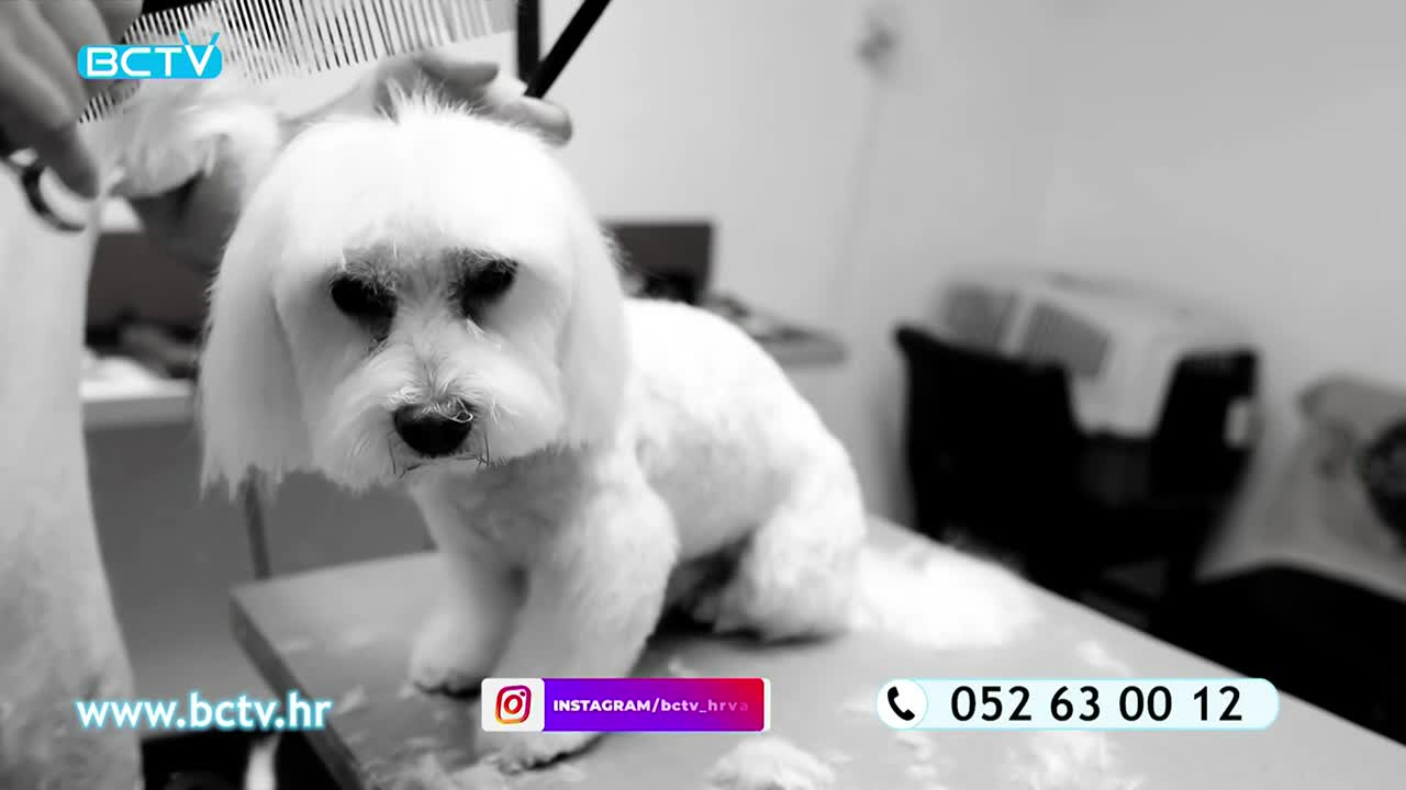 DomaTV