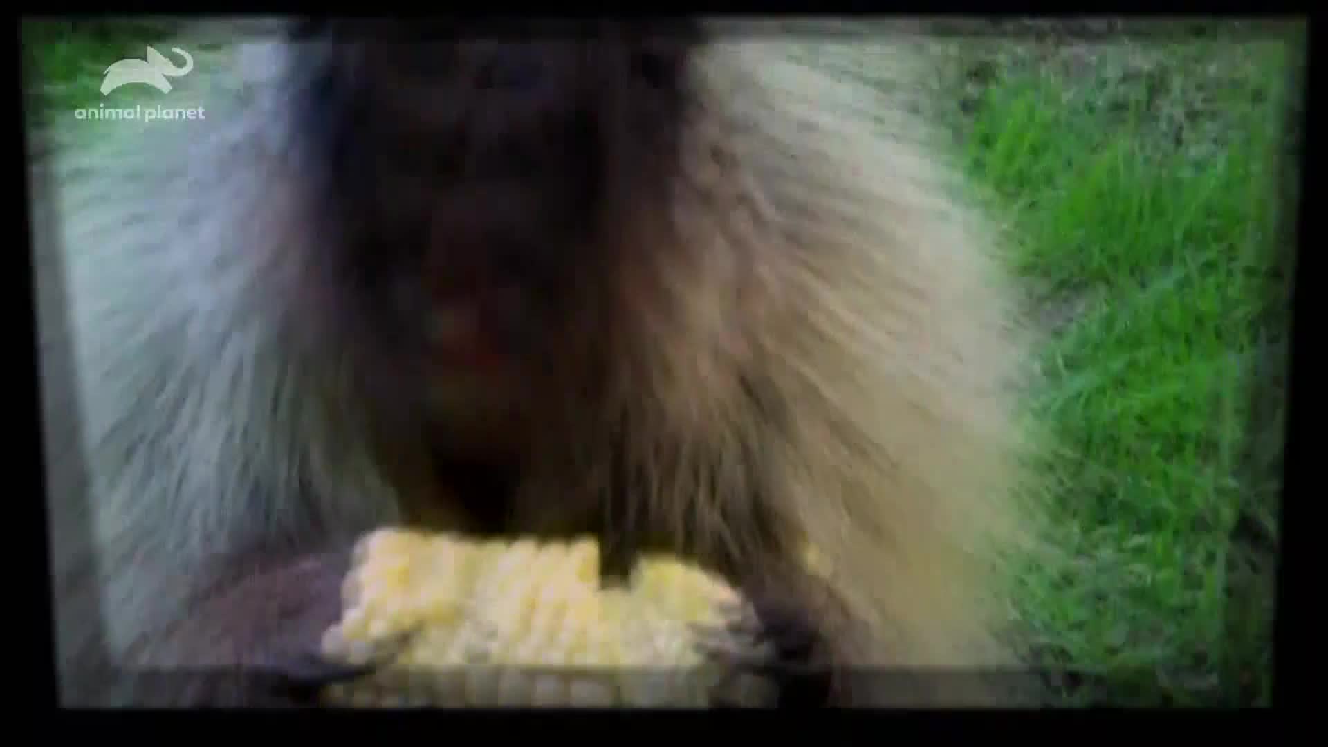 AnimalPlanet