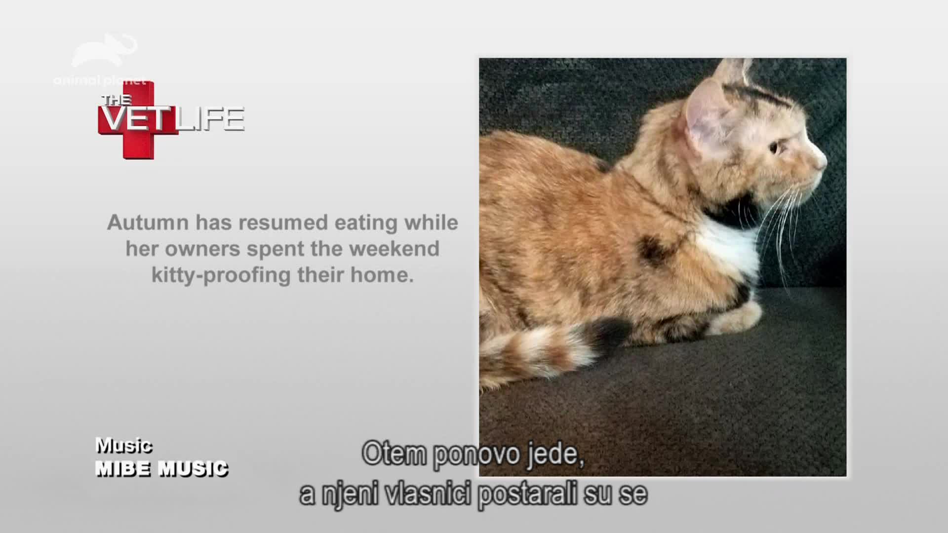 AnimalPlanet