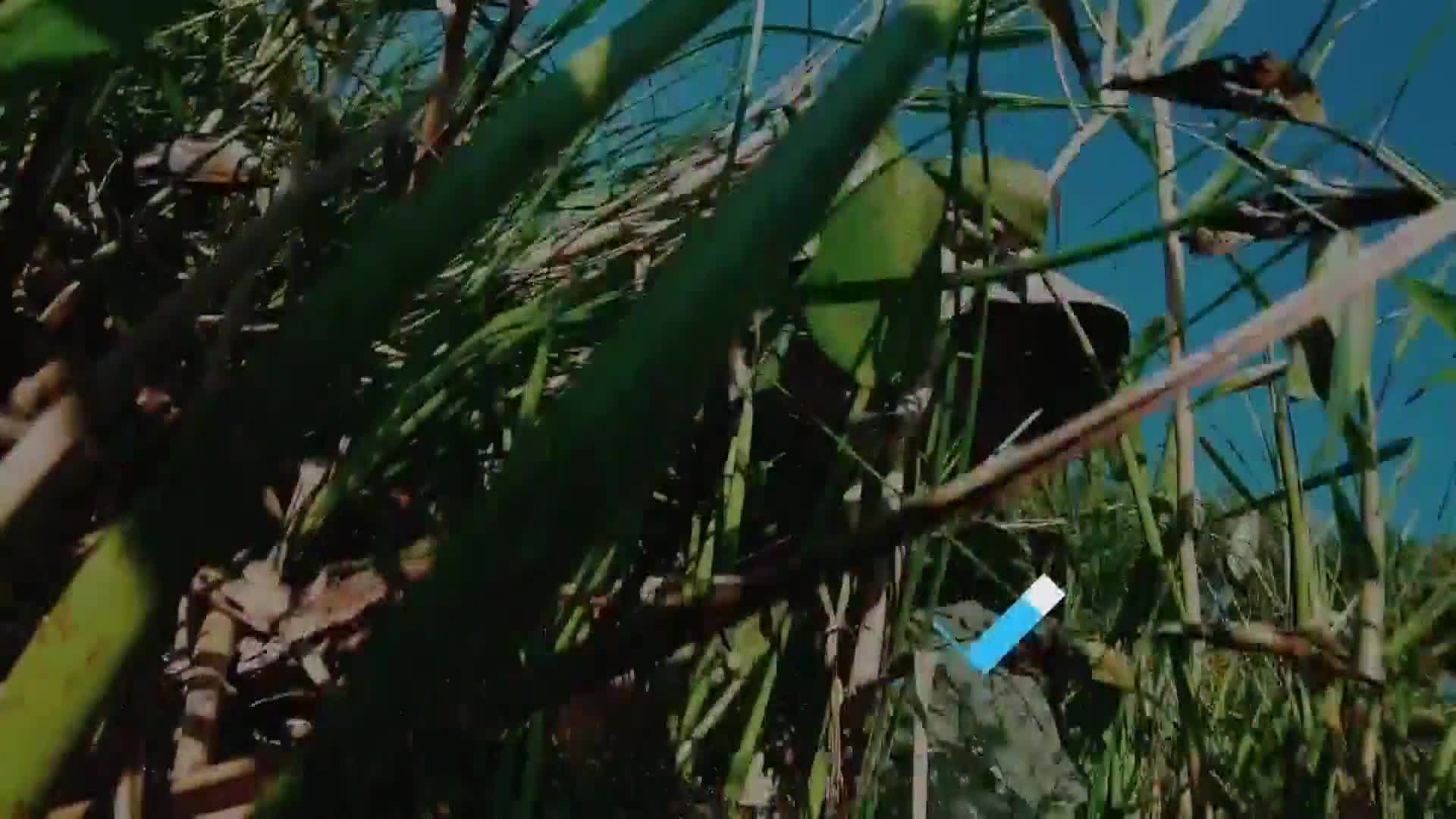 AnimalPlanet