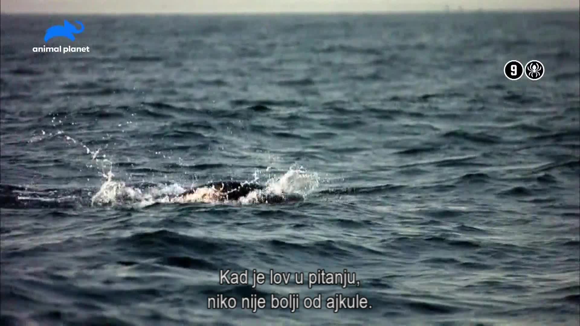 AnimalPlanet