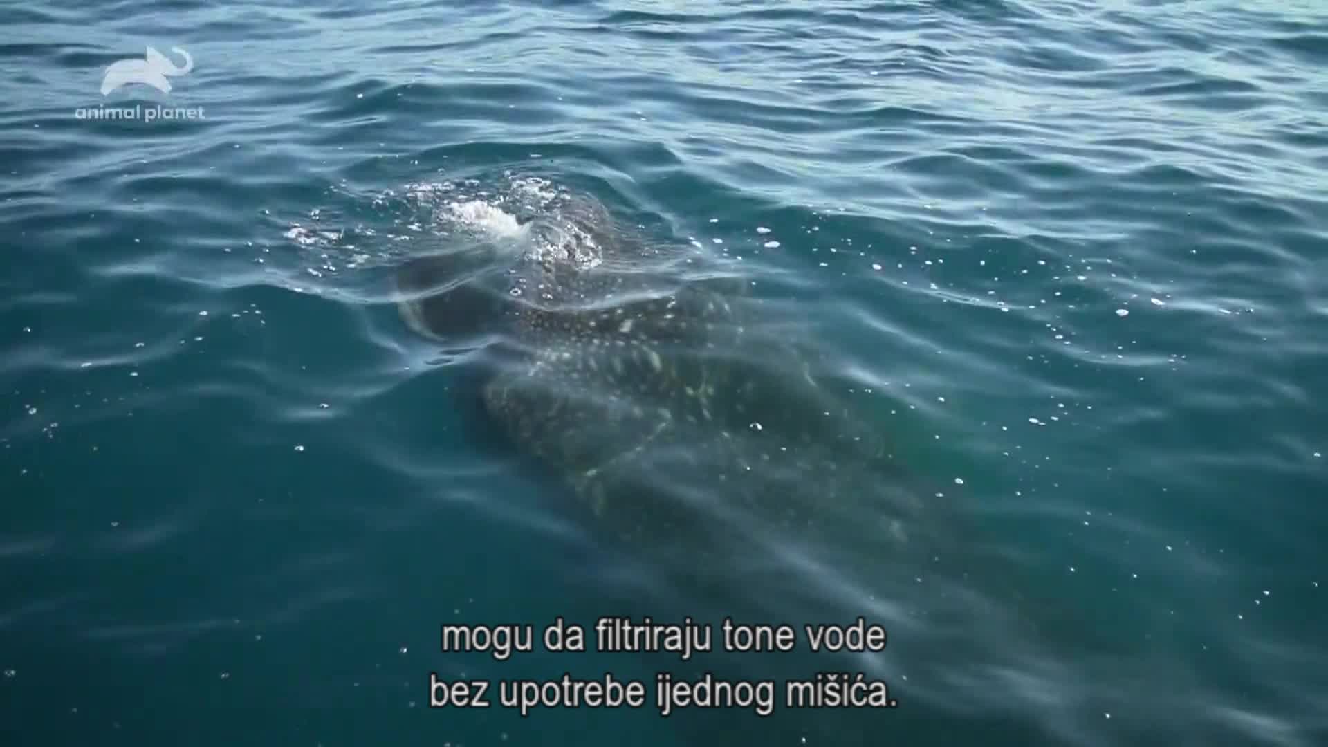 AnimalPlanet