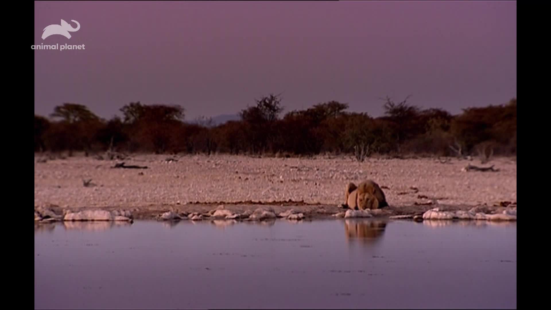 AnimalPlanet