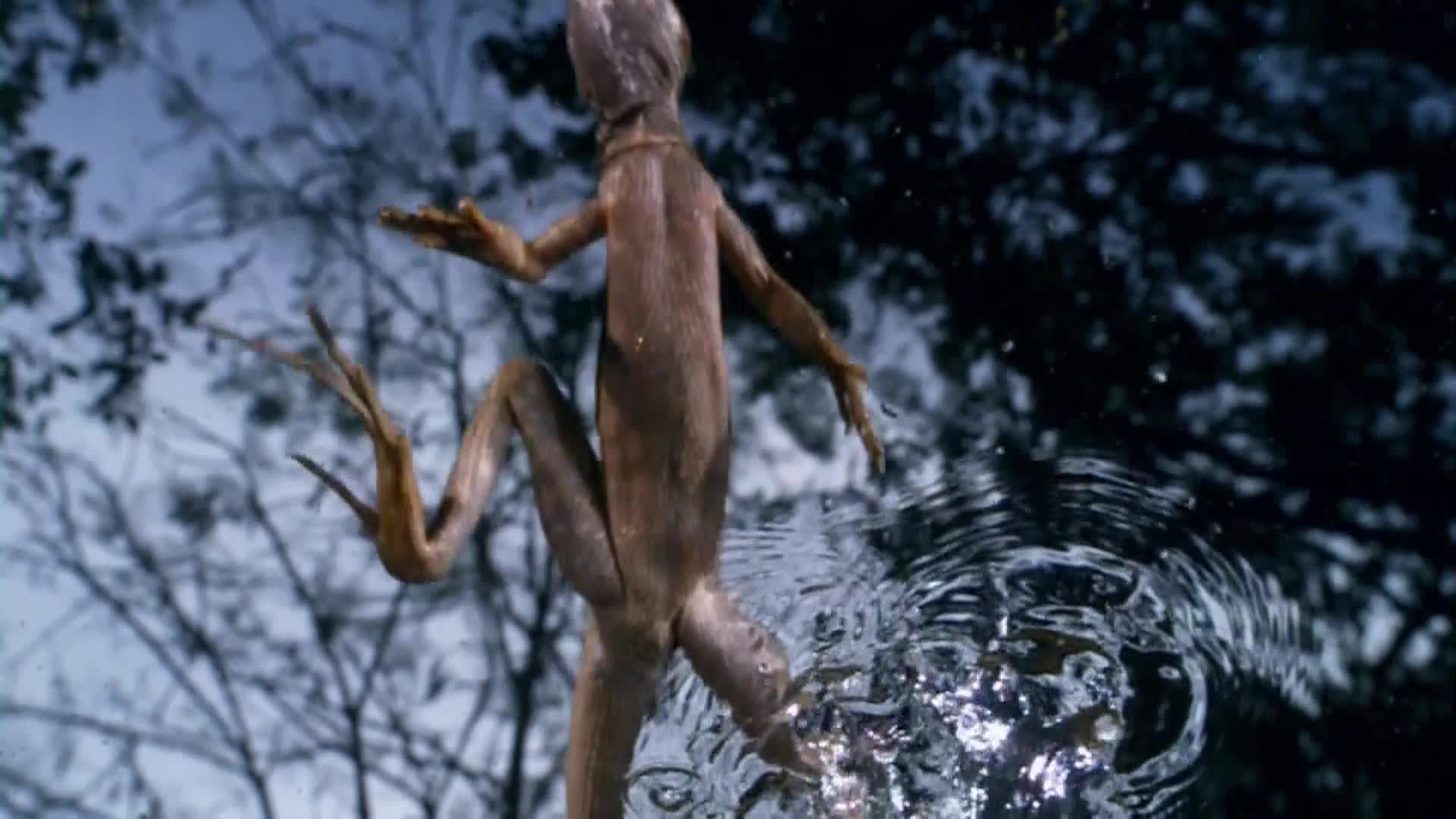 AnimalPlanet