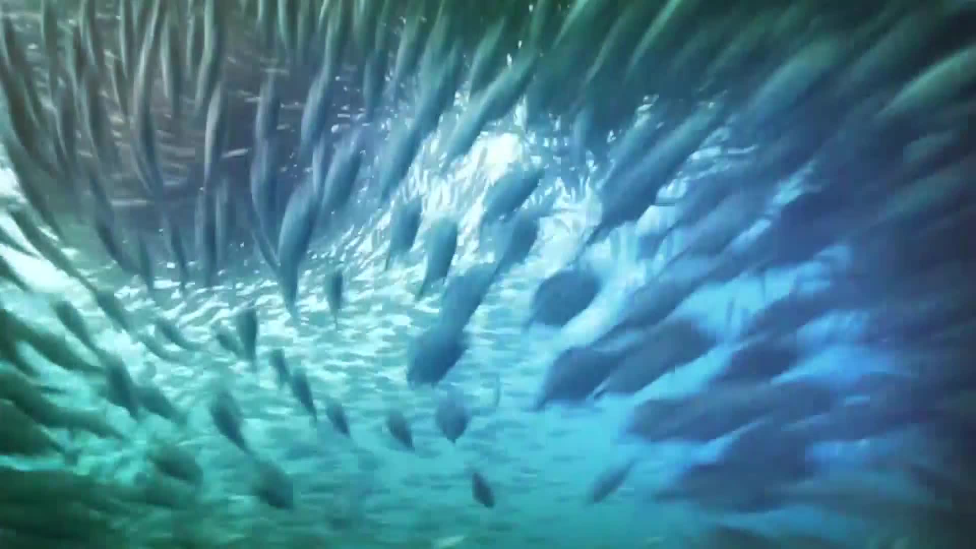 AnimalPlanet