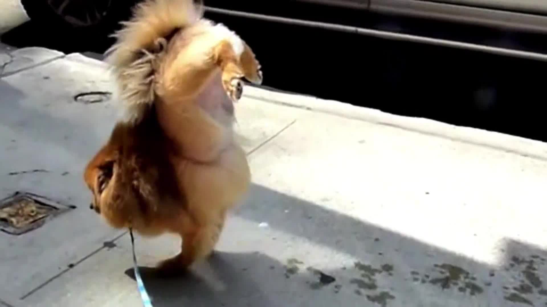 AnimalPlanet