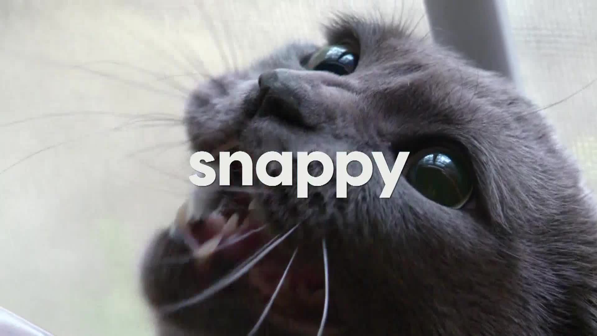 AnimalPlanet