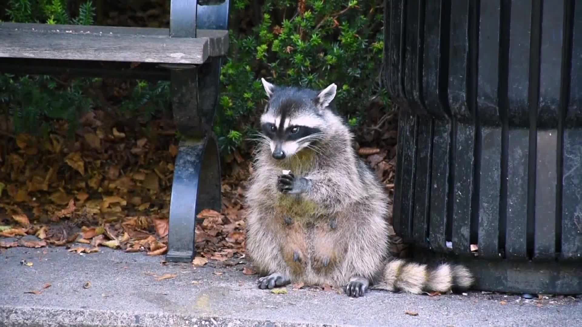 AnimalPlanet