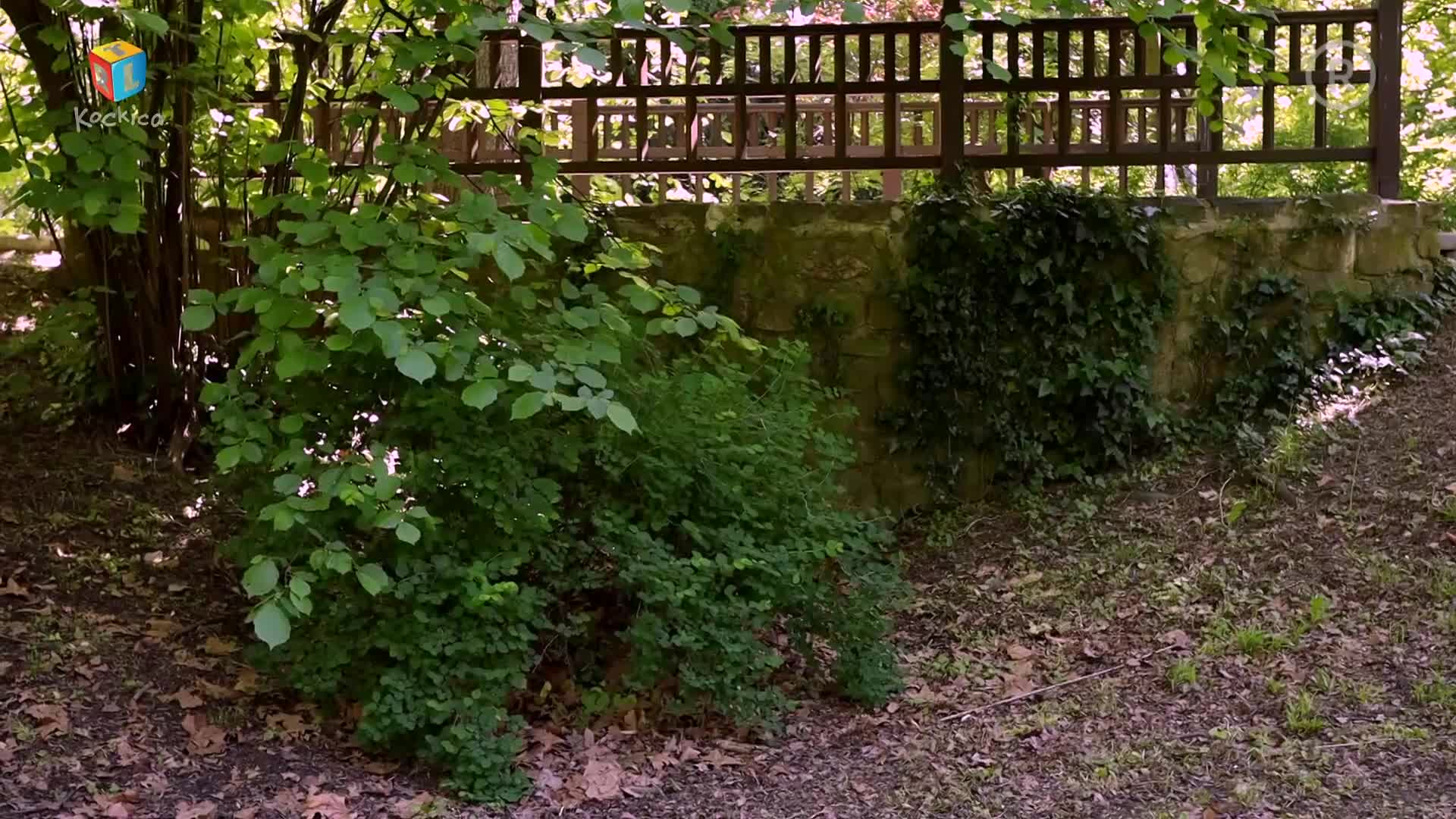 RTLKockica