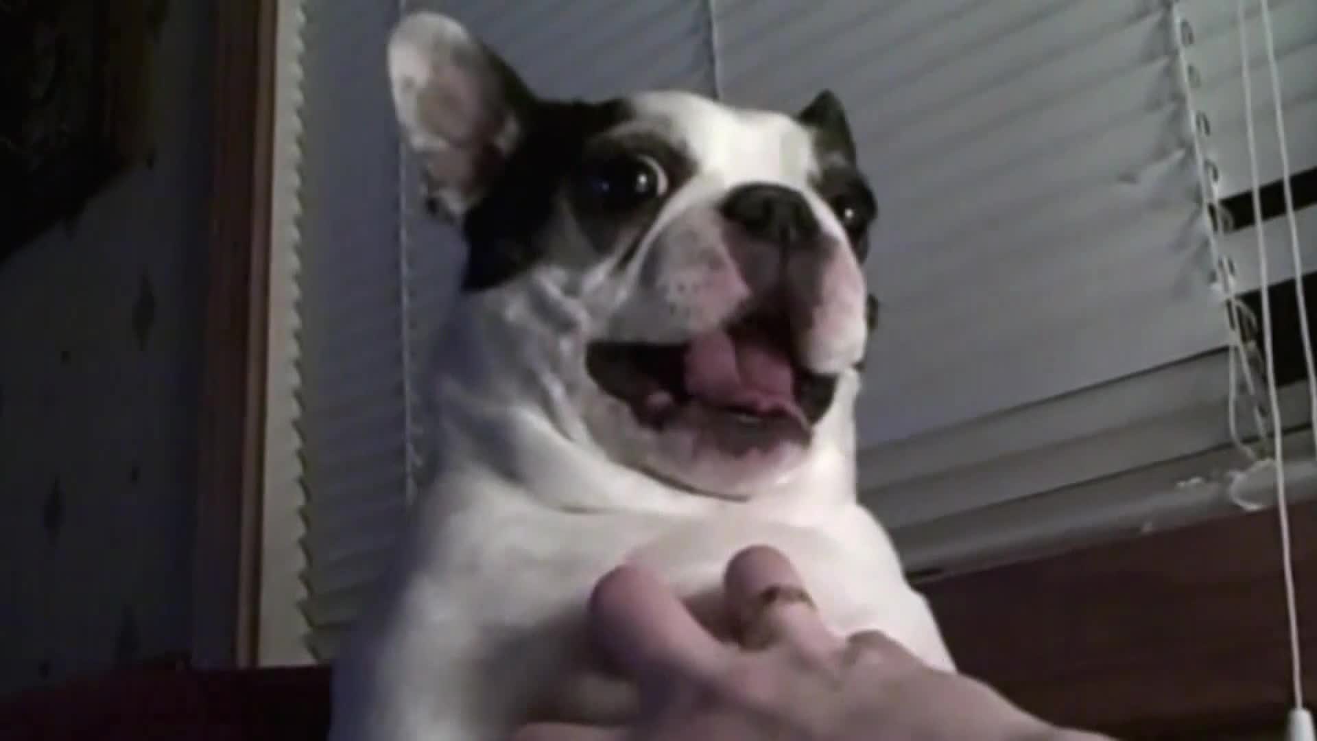 AnimalPlanet