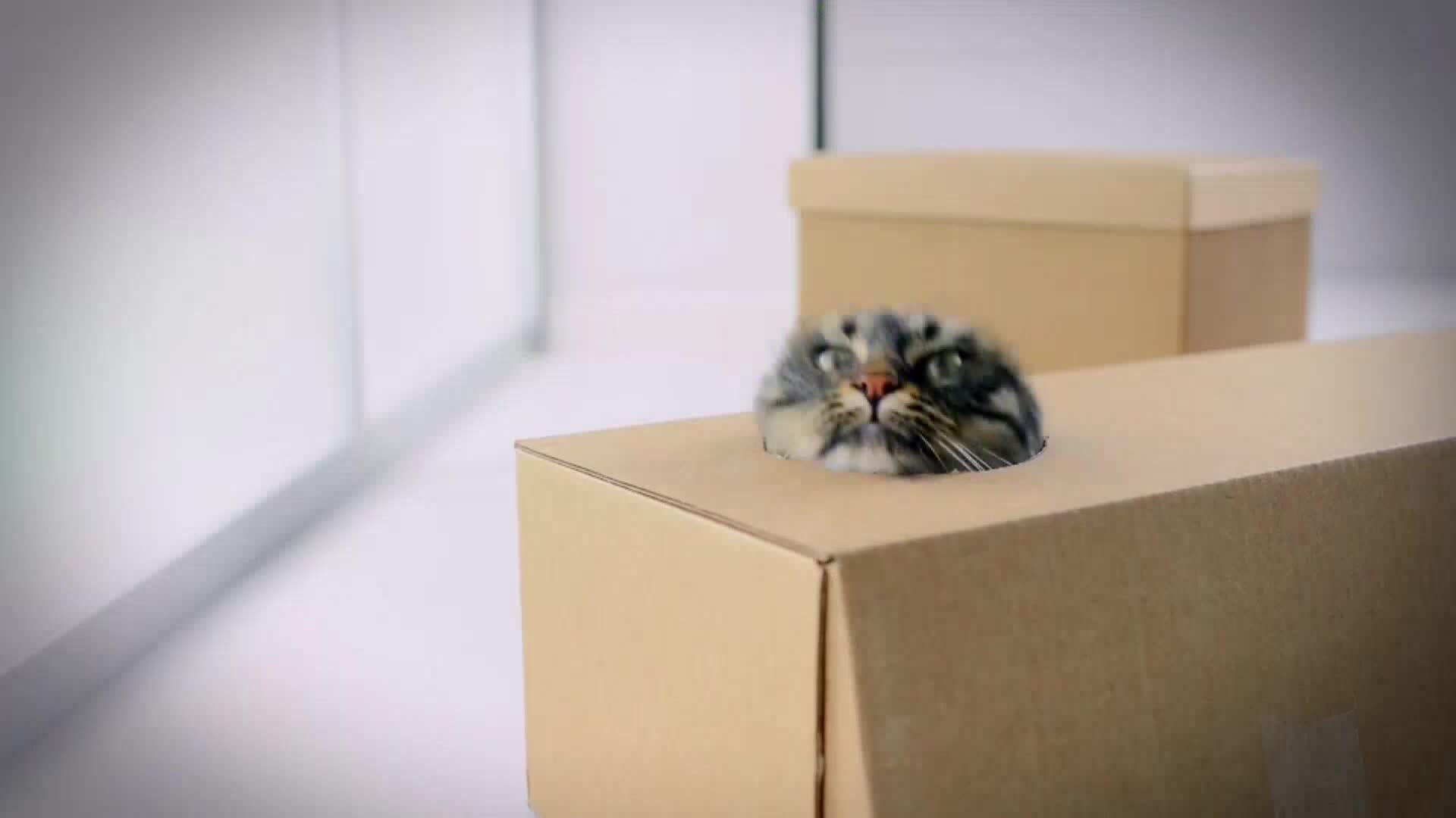AnimalPlanet