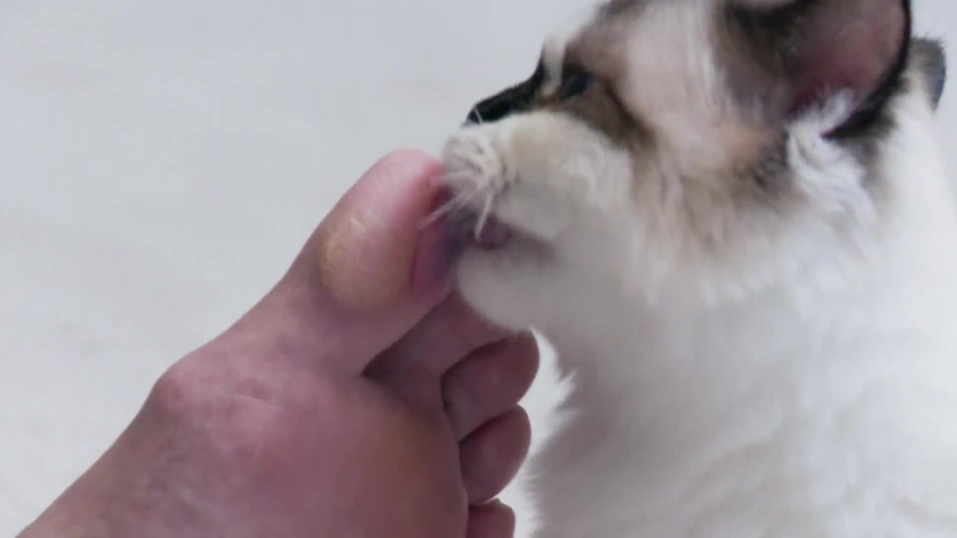 AnimalPlanet