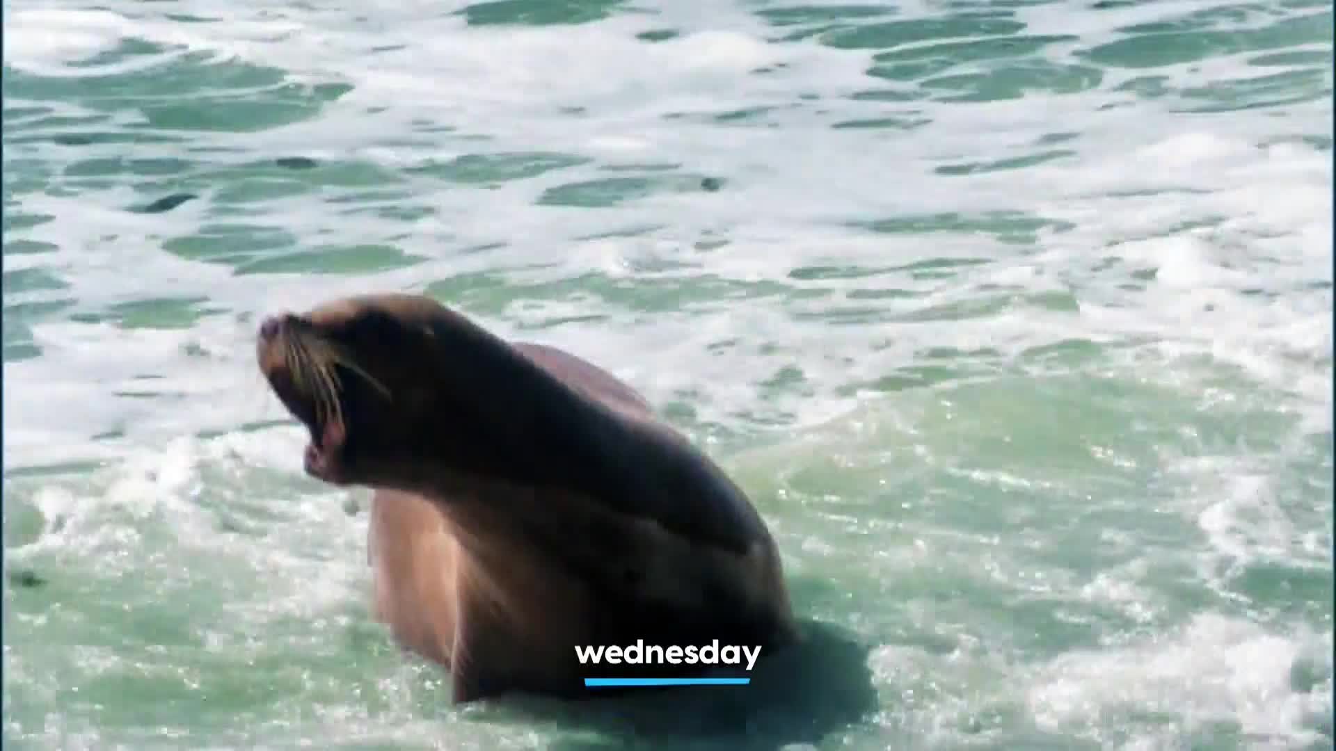 AnimalPlanet