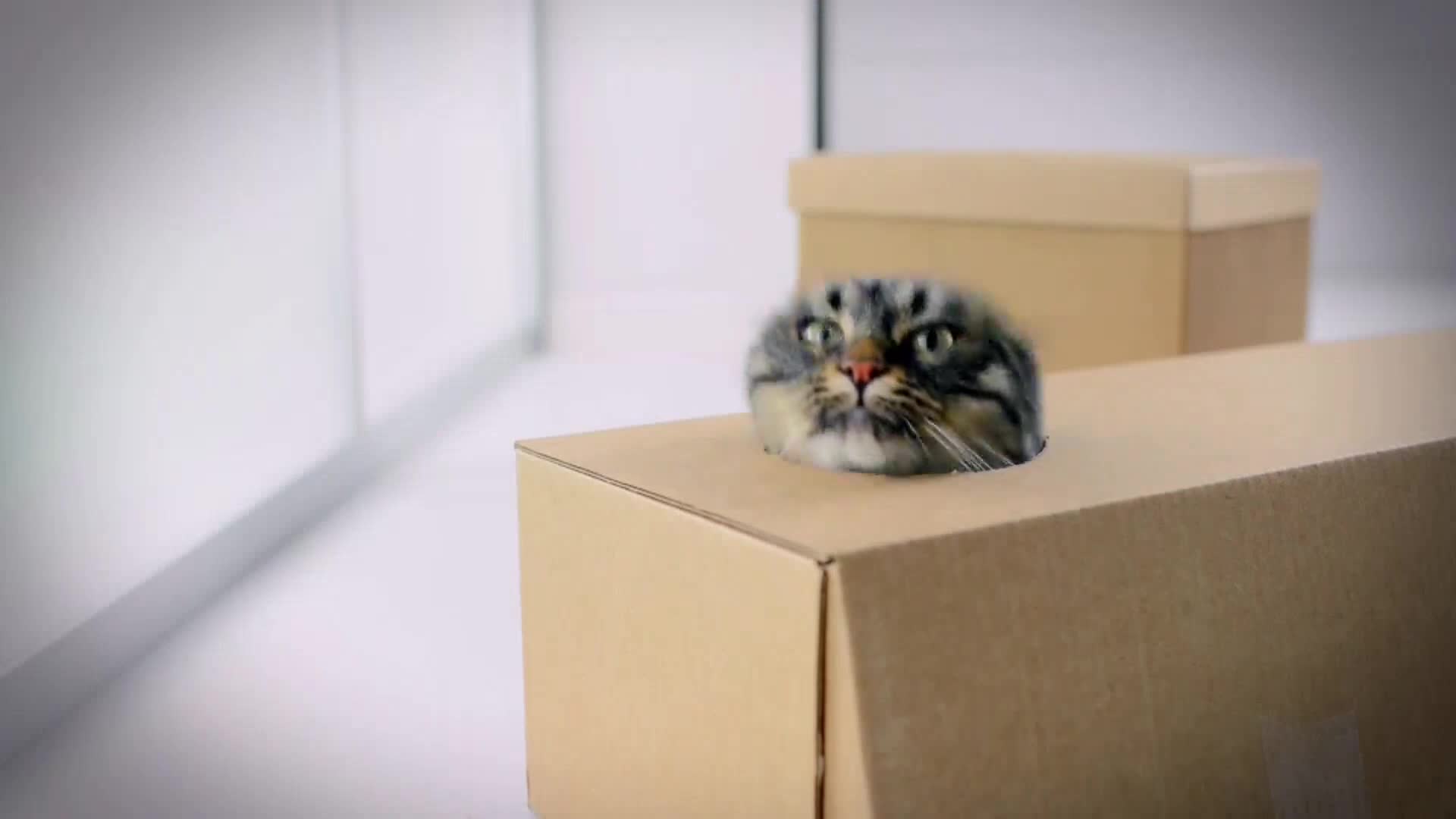 AnimalPlanet