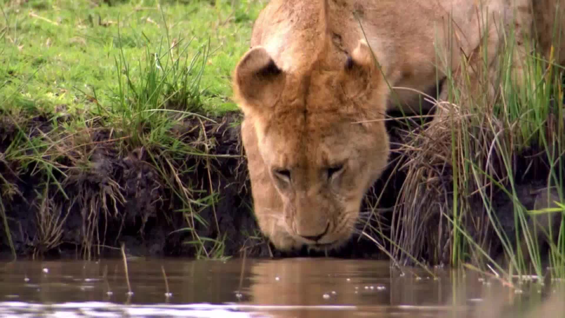 AnimalPlanet