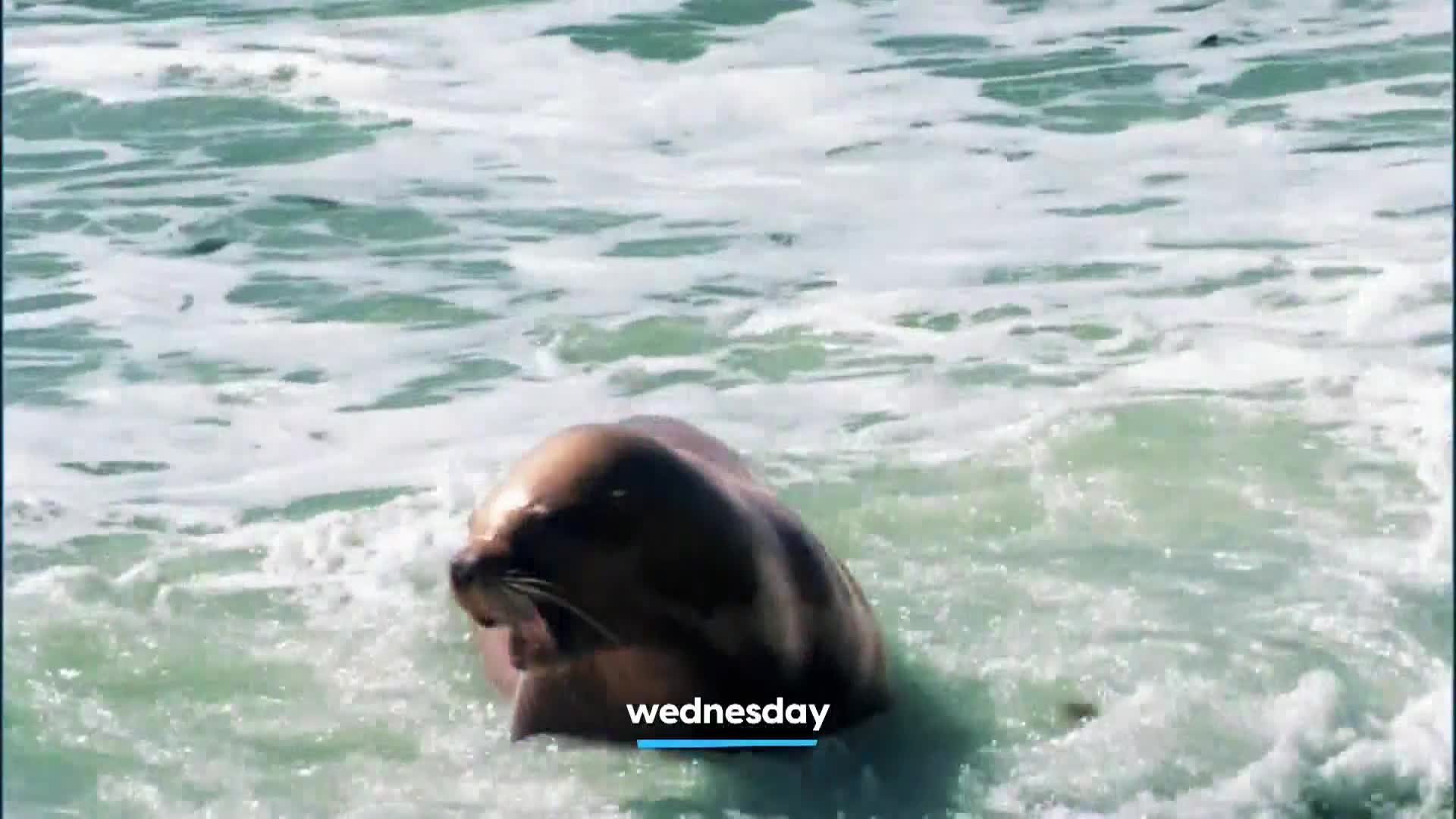 AnimalPlanet