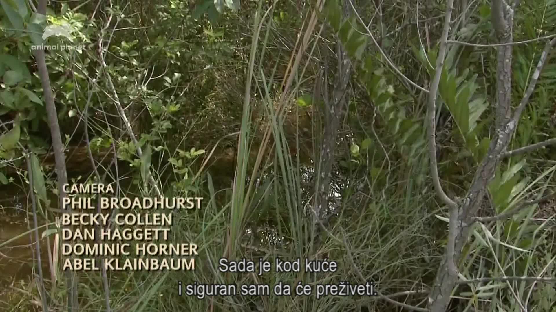 AnimalPlanet