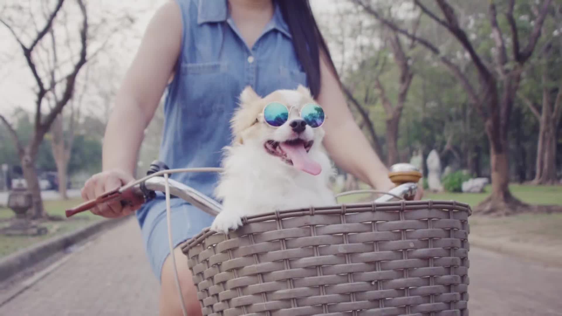 AnimalPlanet