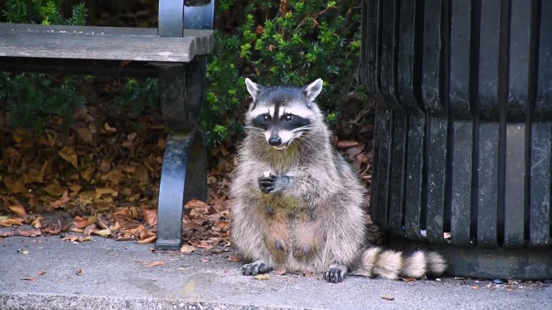 AnimalPlanet