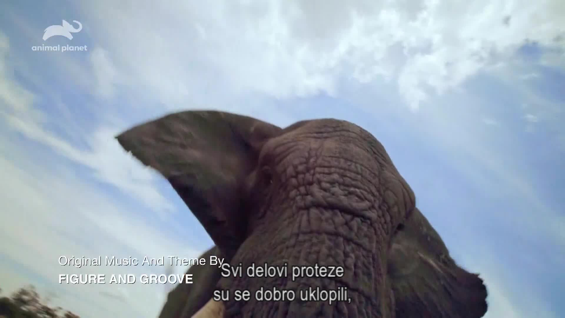 AnimalPlanet