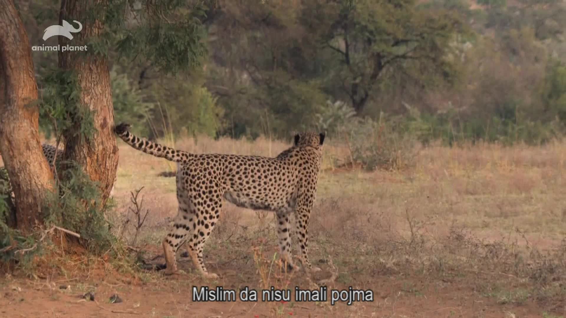 AnimalPlanet